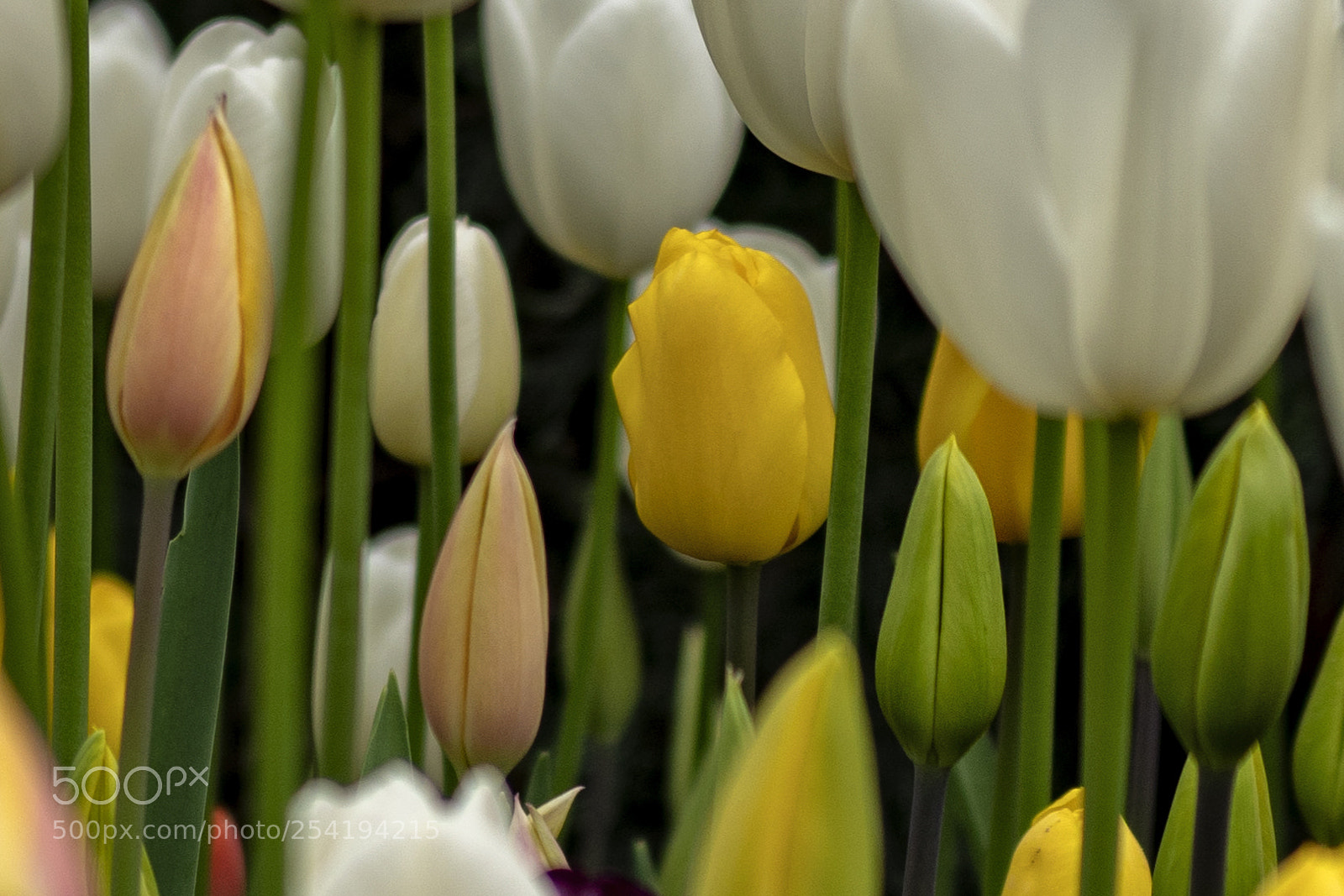Sony a7R III sample photo. Dsc photography