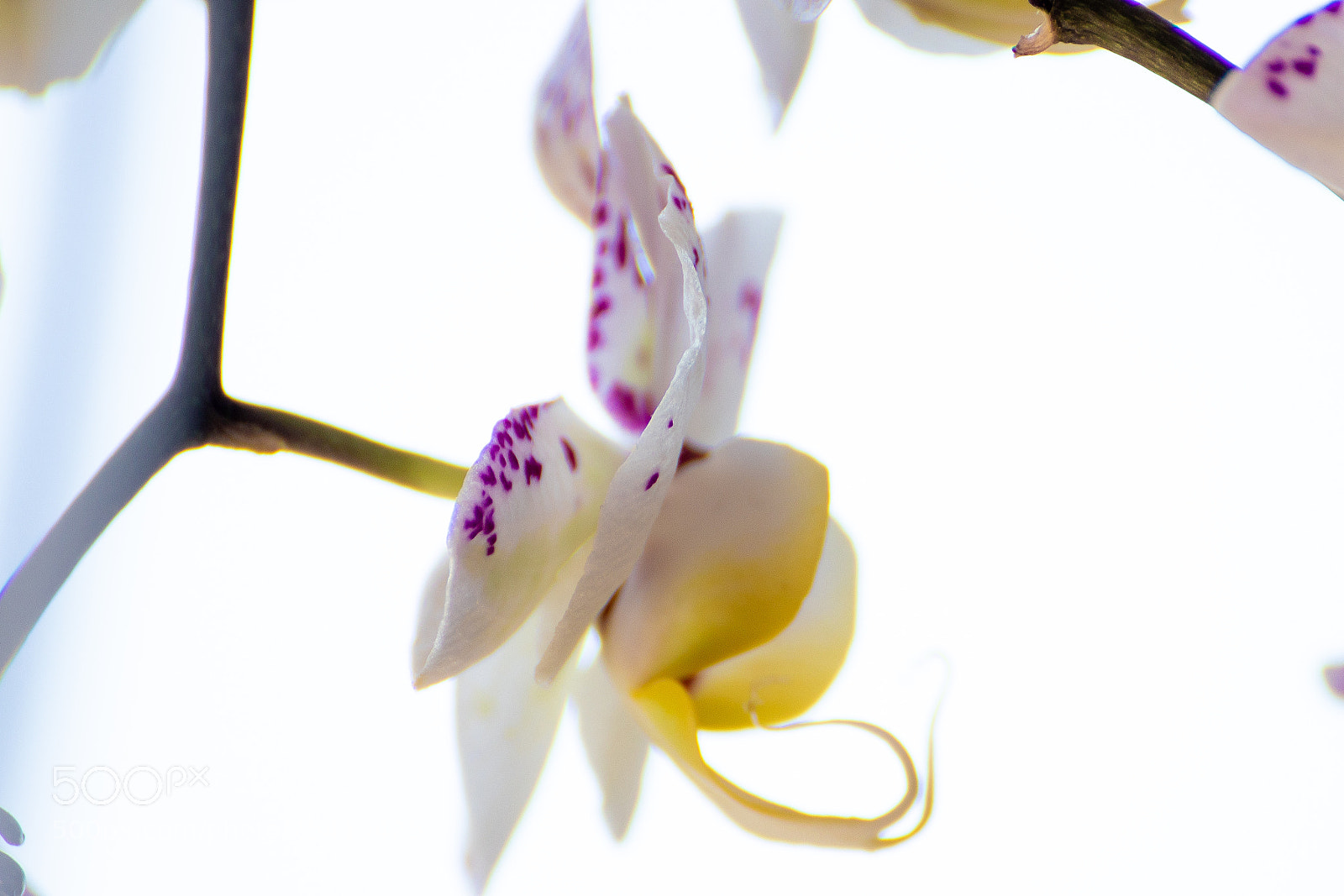 Canon EOS 200D (EOS Rebel SL2 / EOS Kiss X9) sample photo. Pure beauty photography
