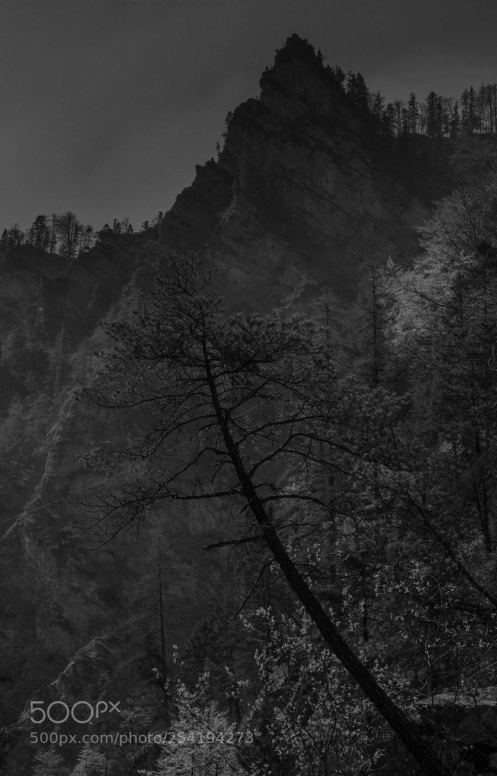 Canon EOS 60D sample photo. Tormäuer photography