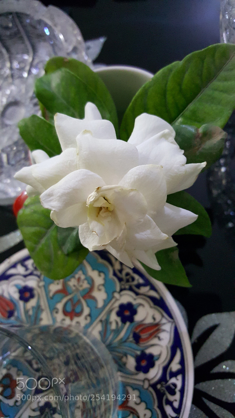 Samsung GALAXY S6 edge sample photo. First gardinia photography