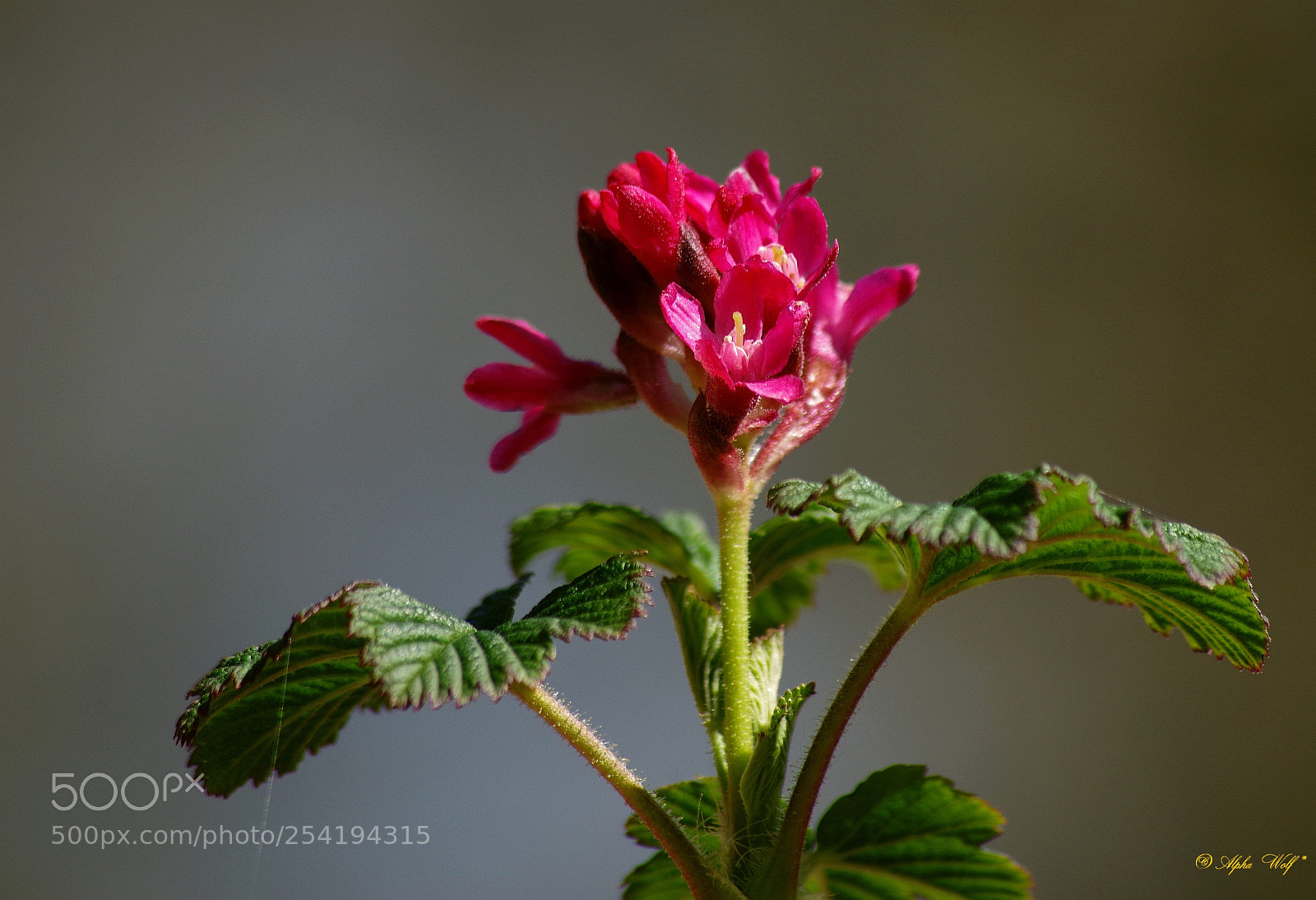 Pentax K-1 sample photo. Flower photography
