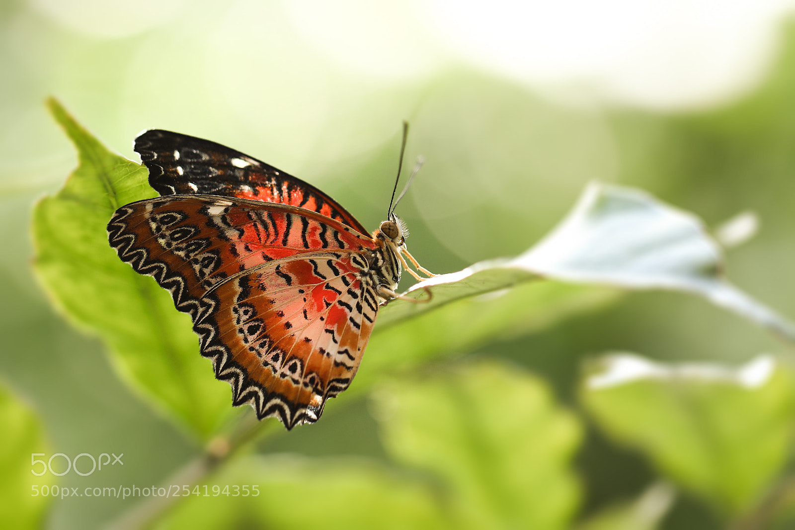 Canon EOS 5D Mark IV sample photo. Red wings photography