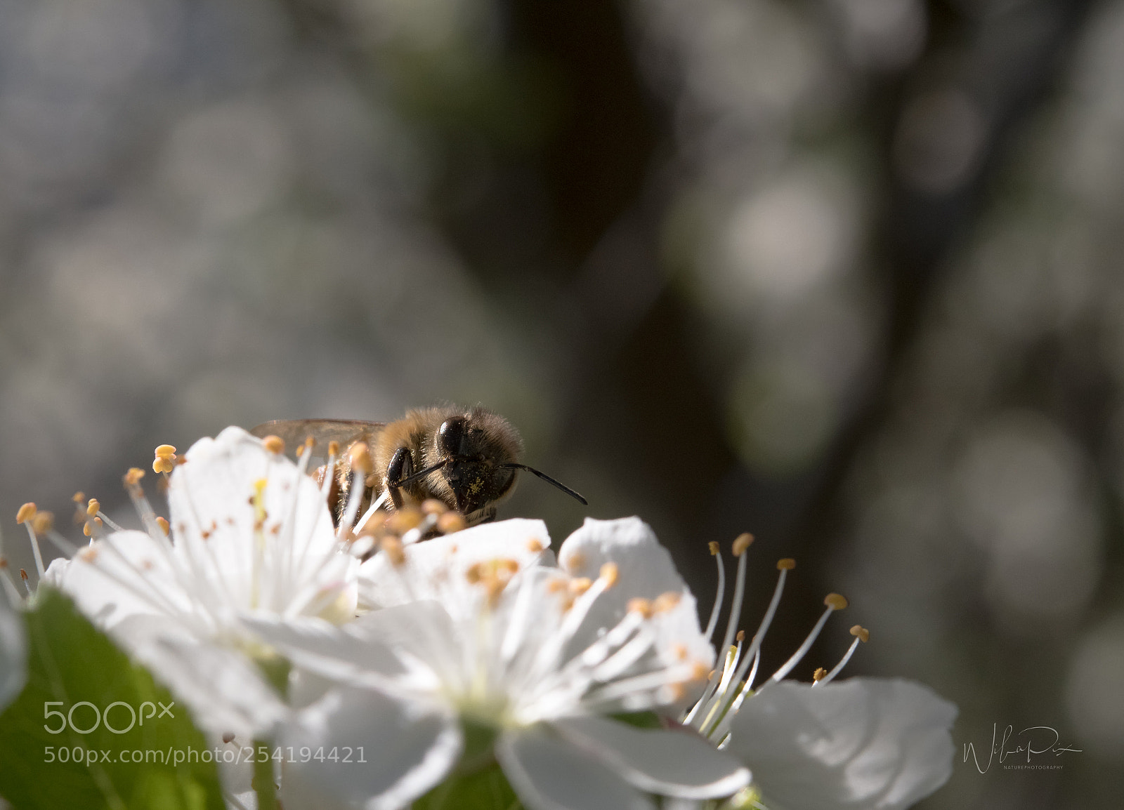 Nikon D500 sample photo. It`s spring photography