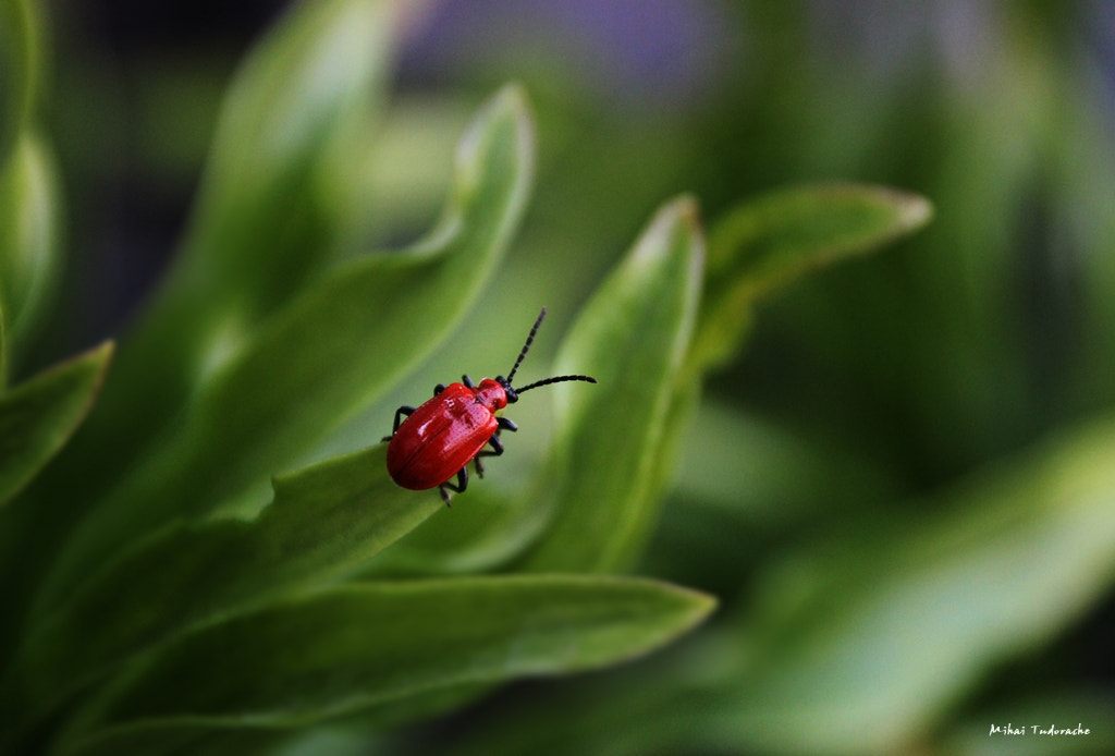 Sigma 18-250mm F3.5-6.3 DC OS HSM sample photo. Fragile photography