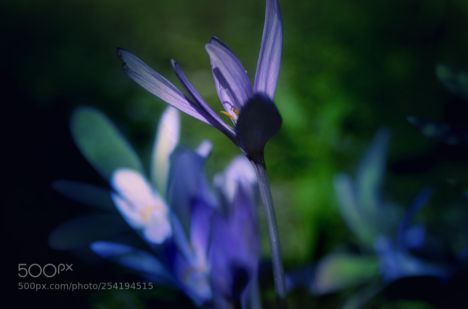Nikon D800 sample photo. Spring time... photography