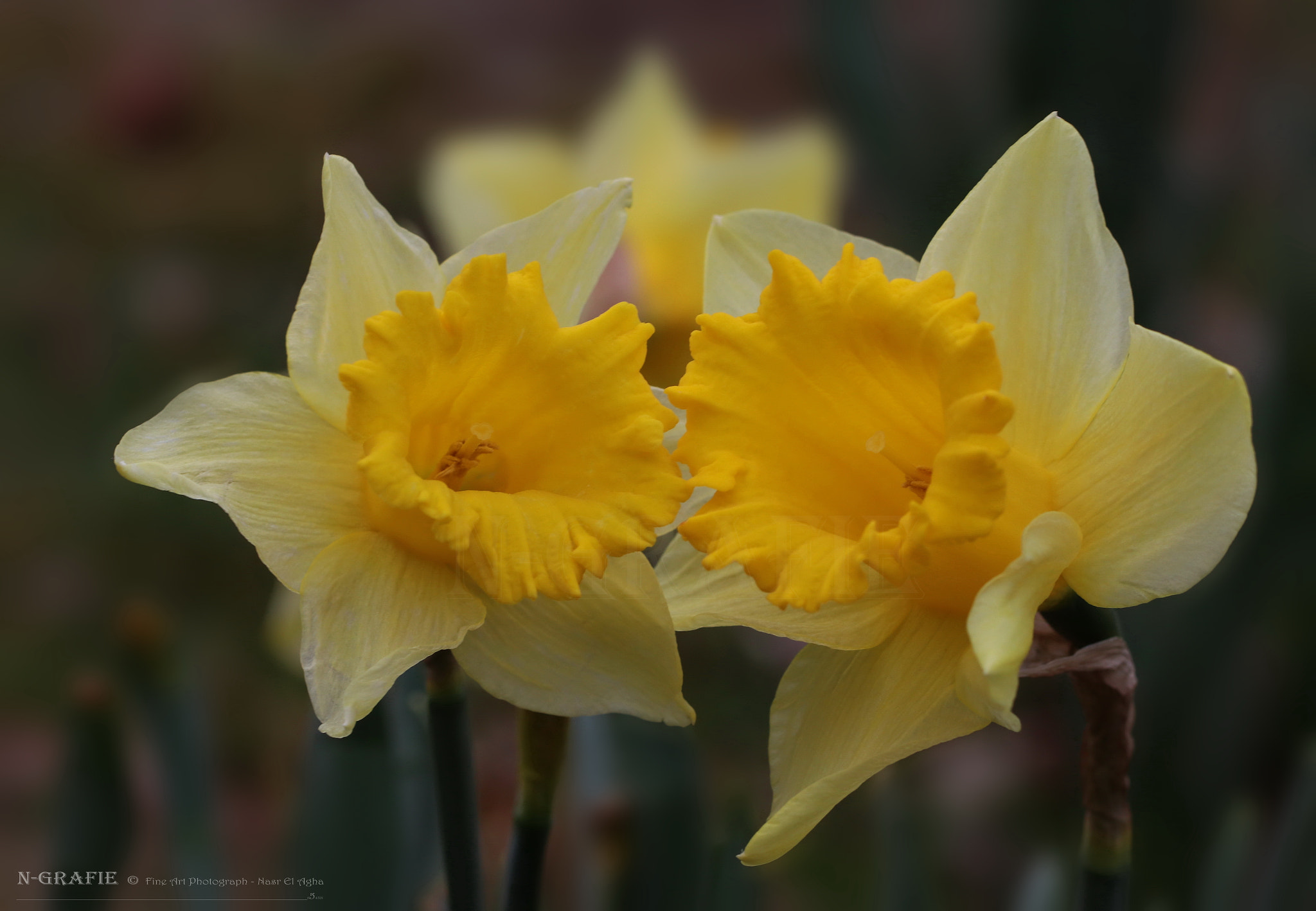 Canon EF 100mm F2.8L Macro IS USM sample photo. Dialogue of narcissus photography