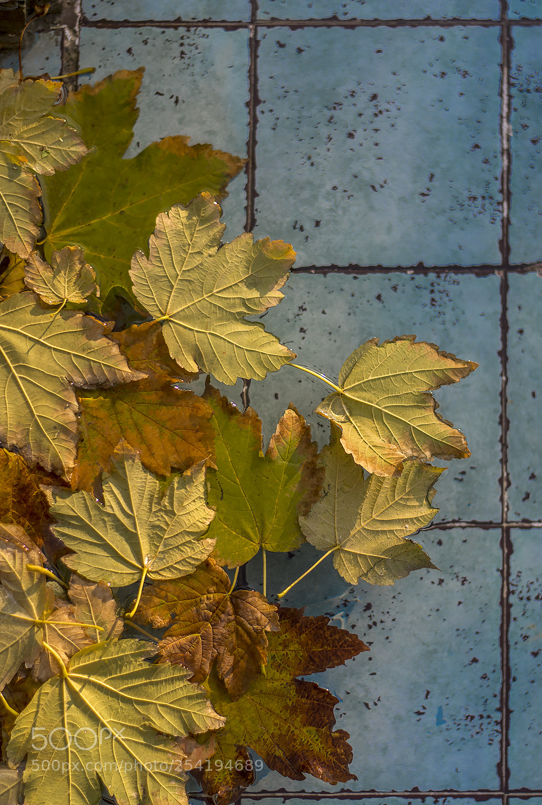 Nikon D7100 sample photo. Yellow & green photography