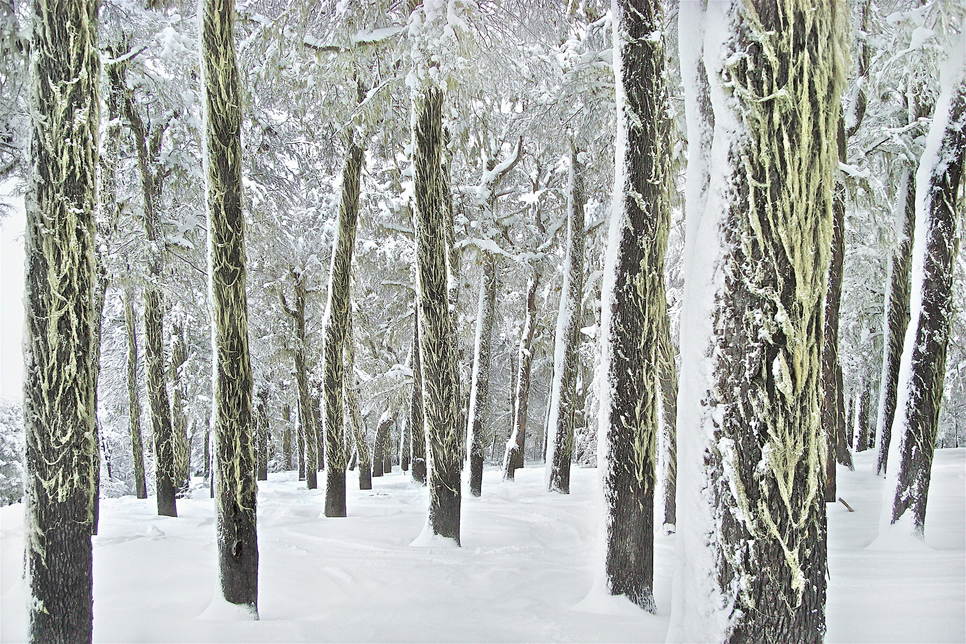 Sony DSC-W200 sample photo. Frozen trees photography