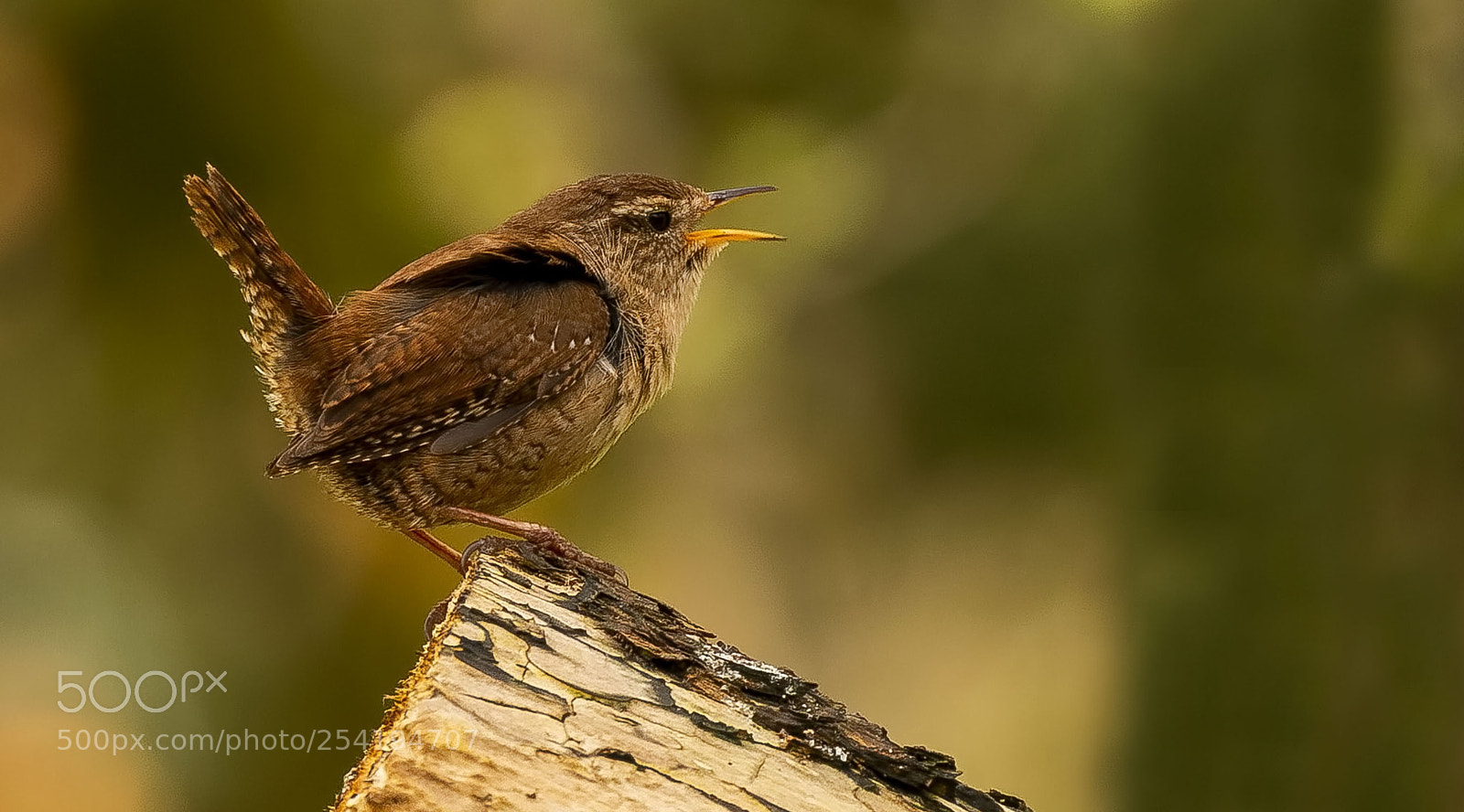 Canon EOS 70D sample photo. Wren photography