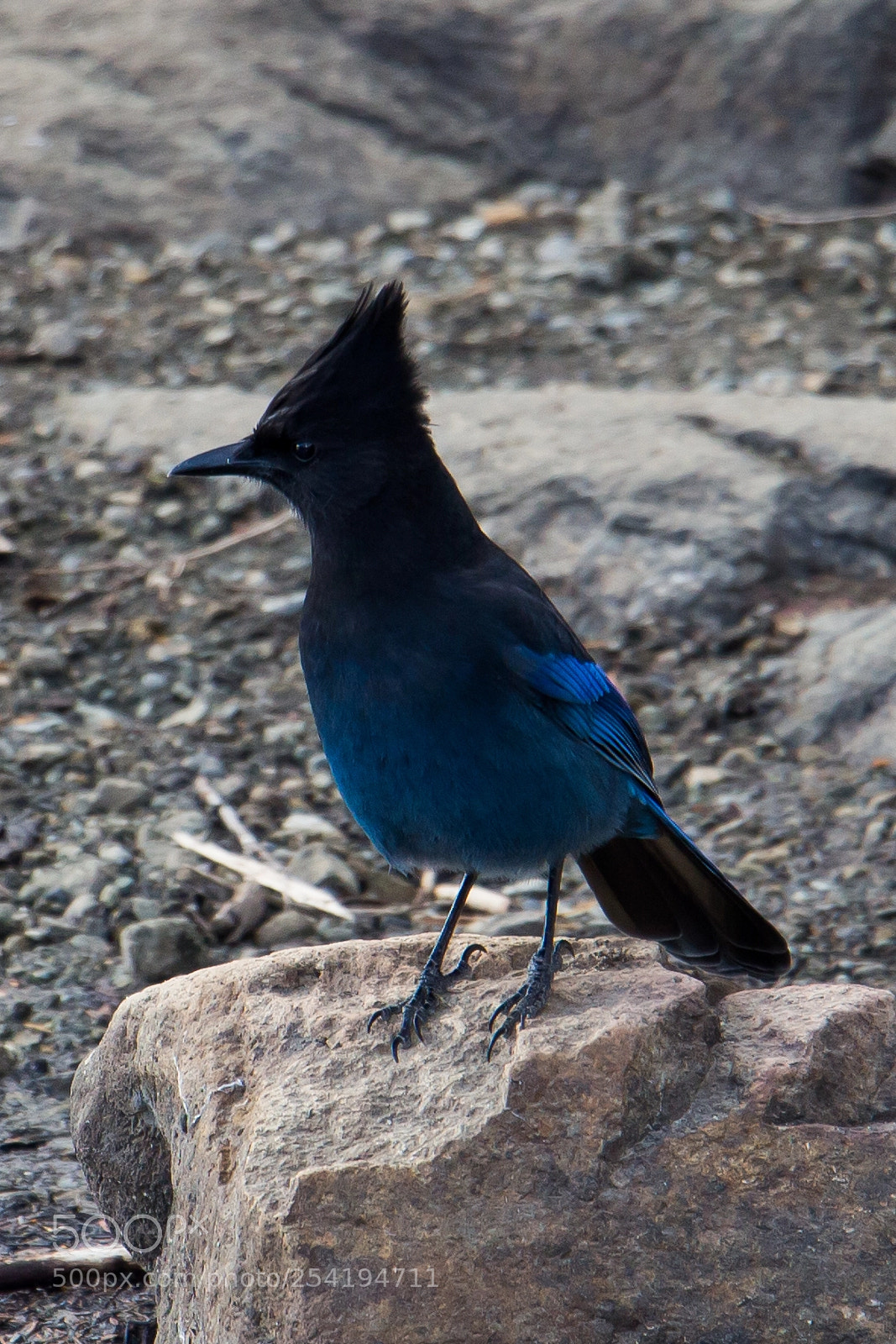Canon EOS 100D (EOS Rebel SL1 / EOS Kiss X7) sample photo. Steller's jay photography