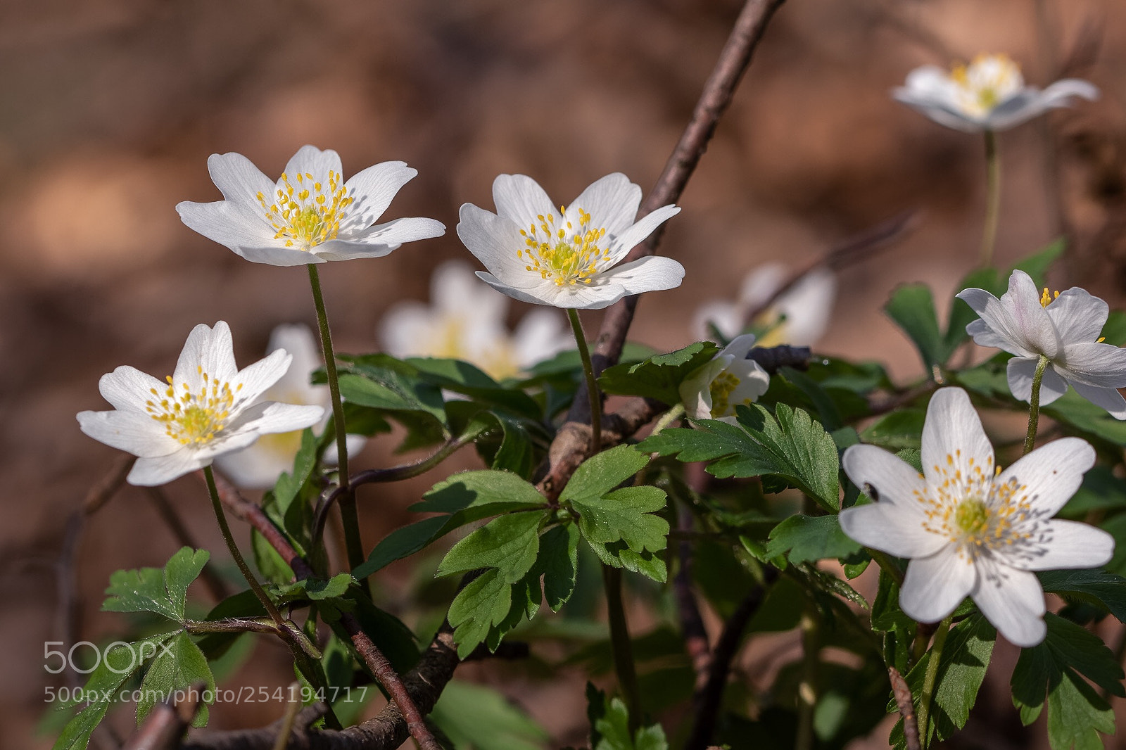 Canon EOS 7D Mark II sample photo. Flowers photography