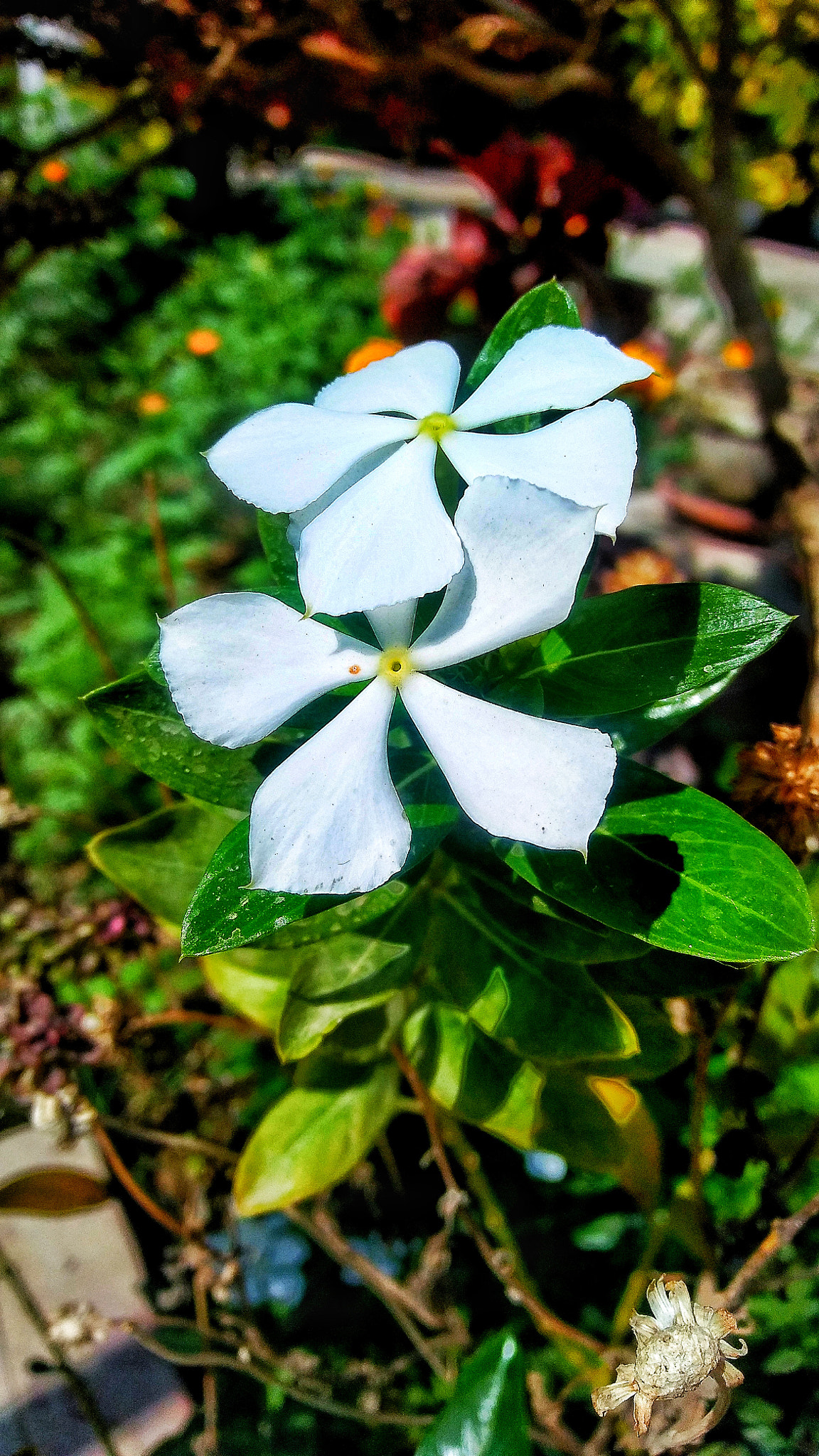 LG STYLO 2 sample photo. Flower photography