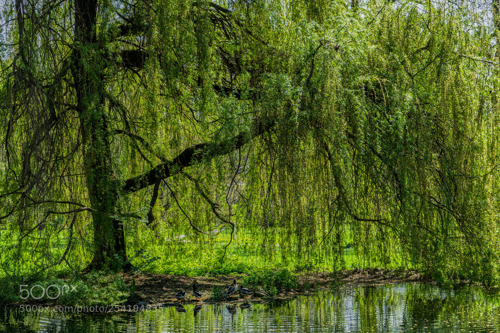 Sony a6000 sample photo. Ducks under willow tree photography