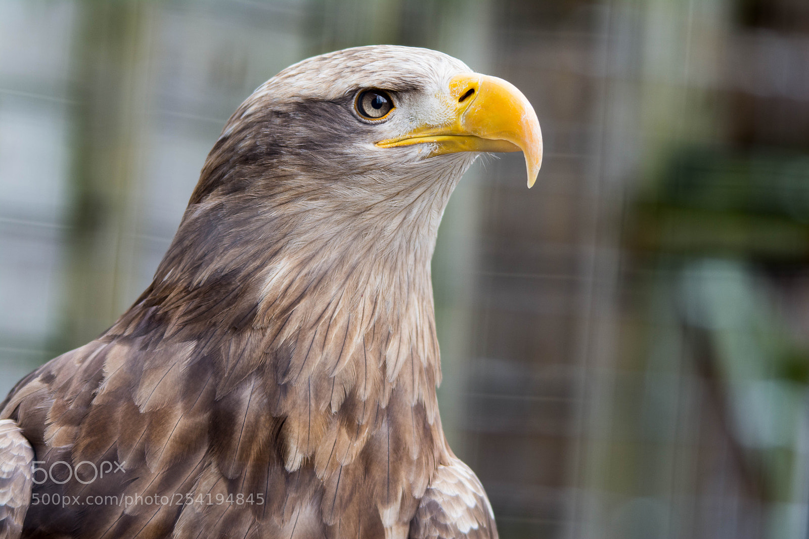 Nikon D7100 sample photo. White taled eagle photography