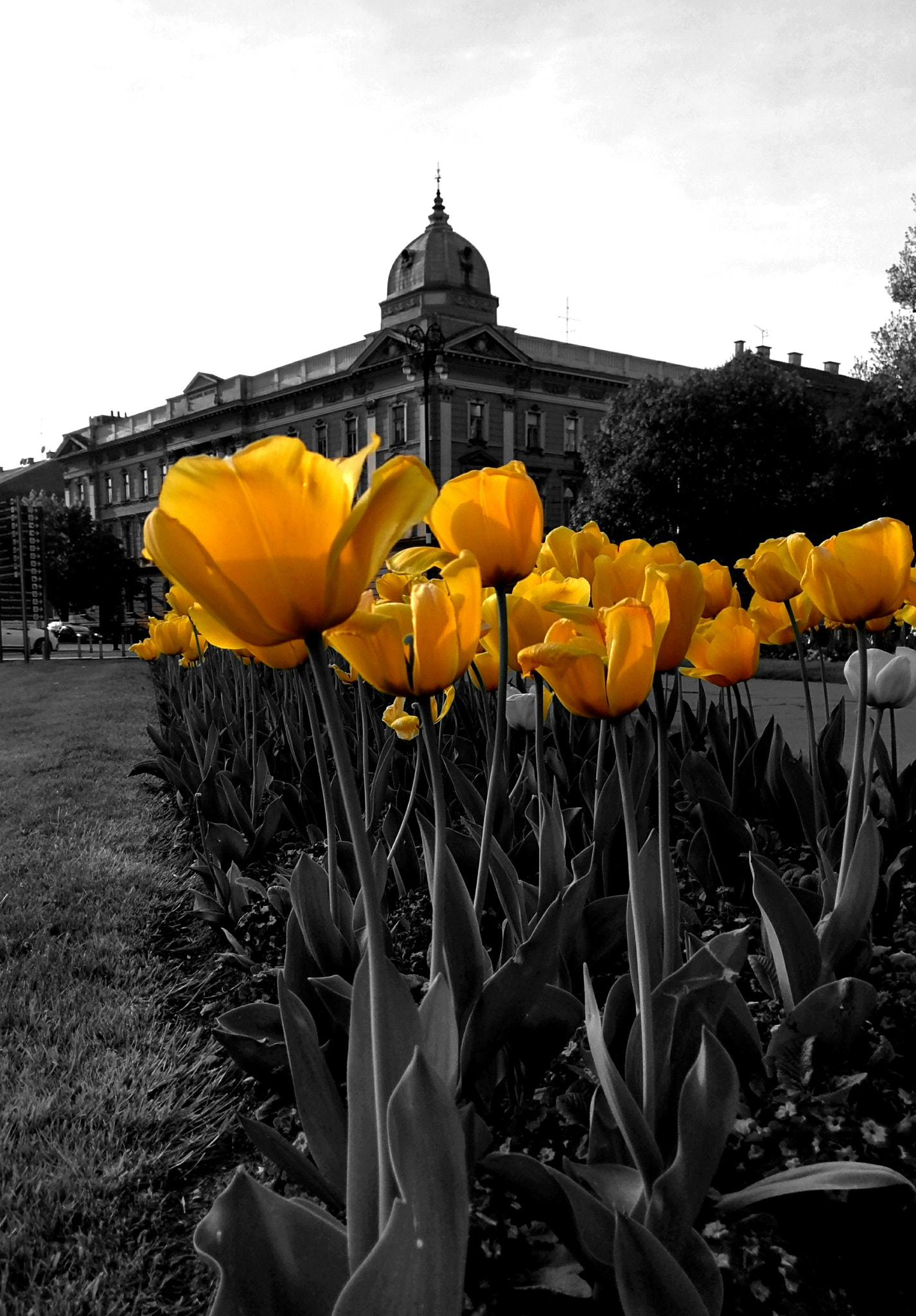 HTC 10 sample photo. Yellow tulips photography
