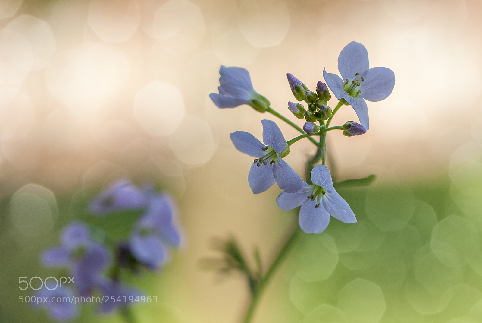 Canon EOS 50D sample photo. Cuckoo-flower photography