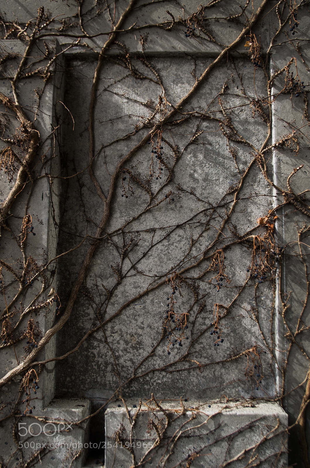 Pentax K-50 sample photo. Entangled photography