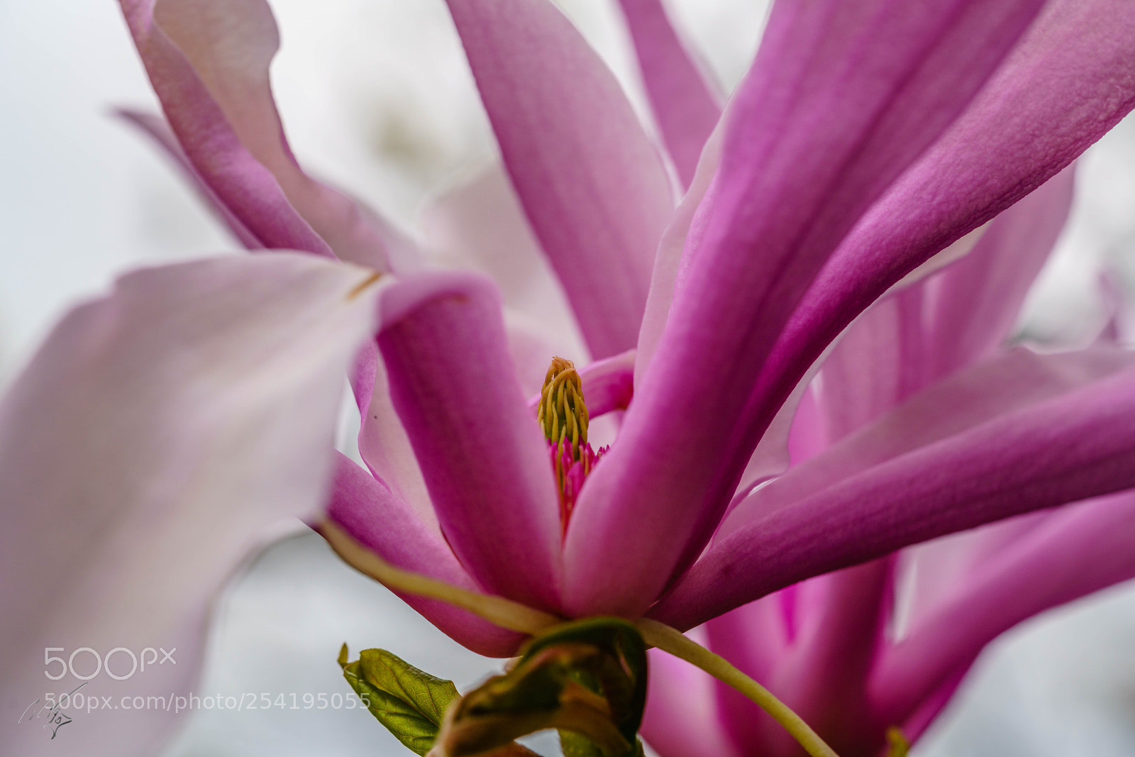 Sony a7R II sample photo. Magnolia photography