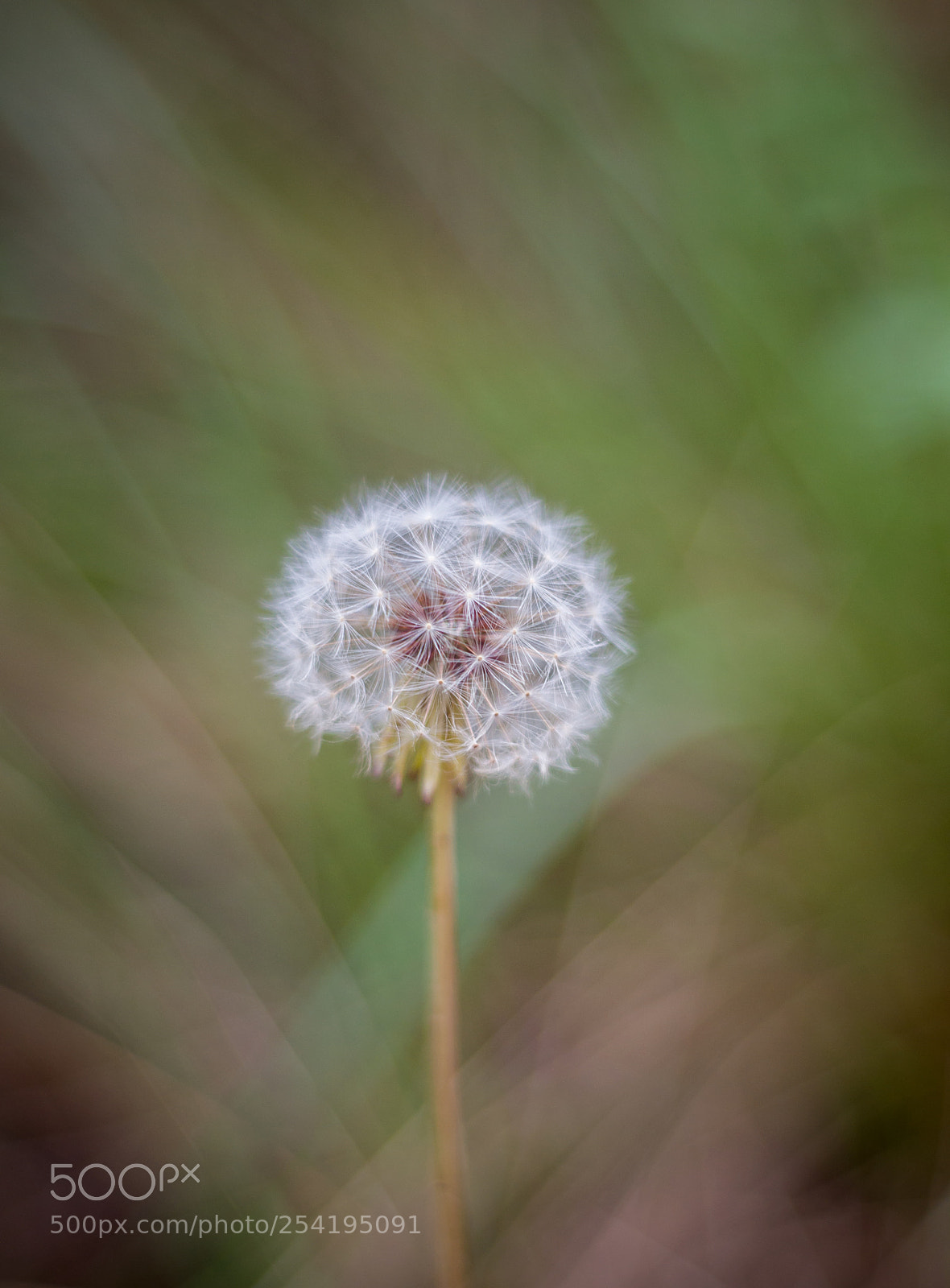 Nikon D610 sample photo. Angalets photography