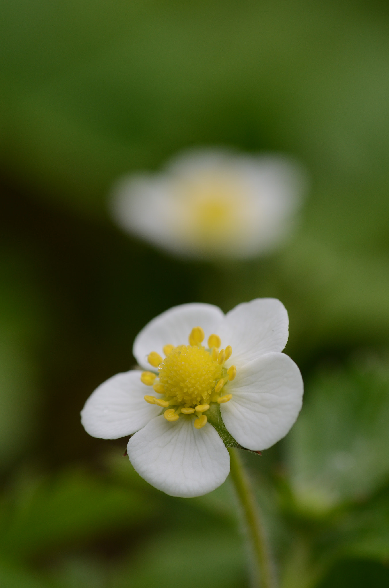 Nikon D7000 sample photo. Fragaria vesca photography