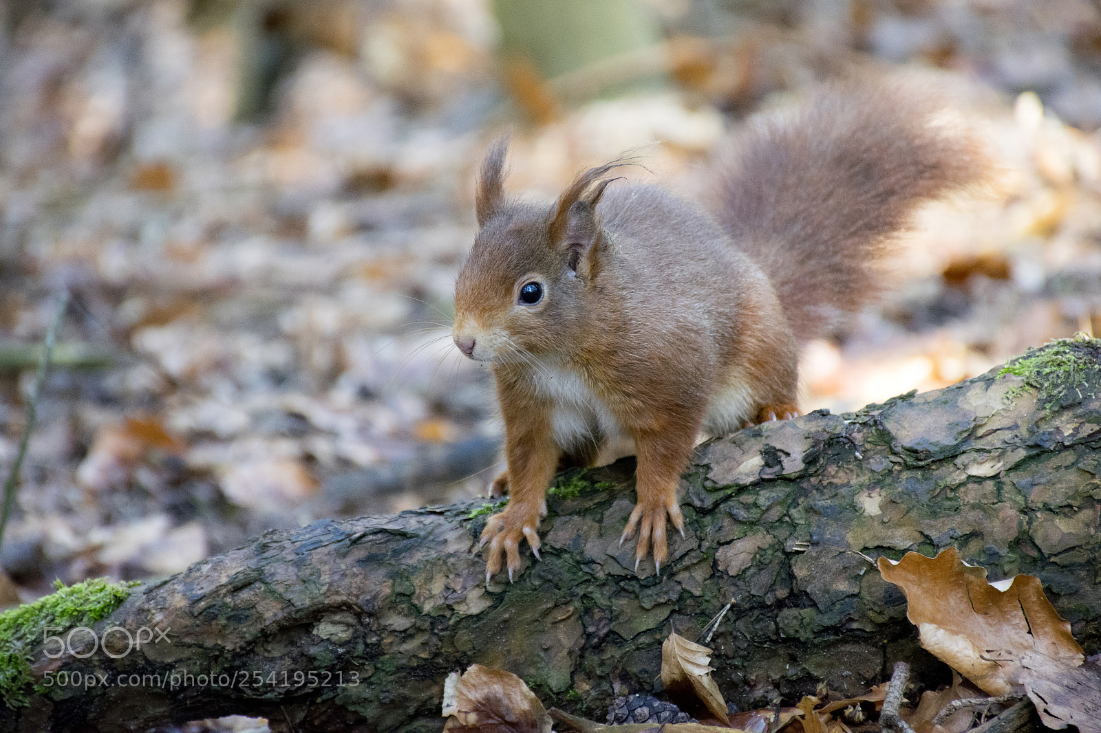 Nikon D5300 sample photo. Red squirrel photography