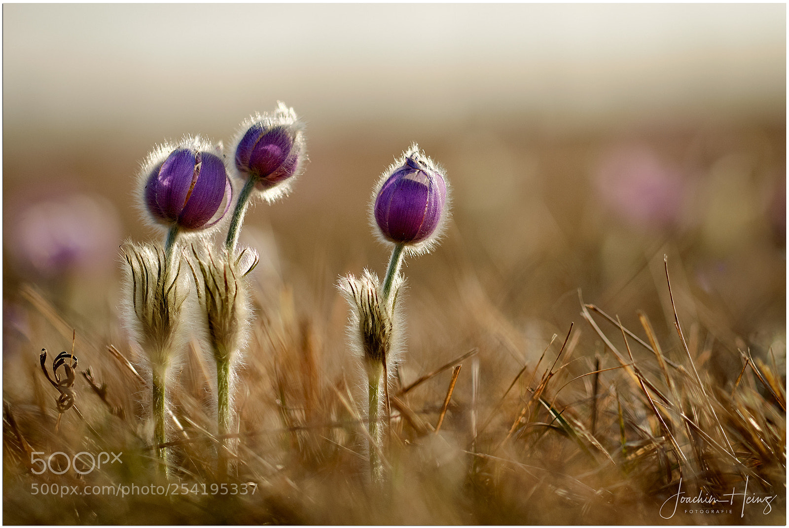 Fujifilm X-T2 sample photo. Pulsatilla patens photography