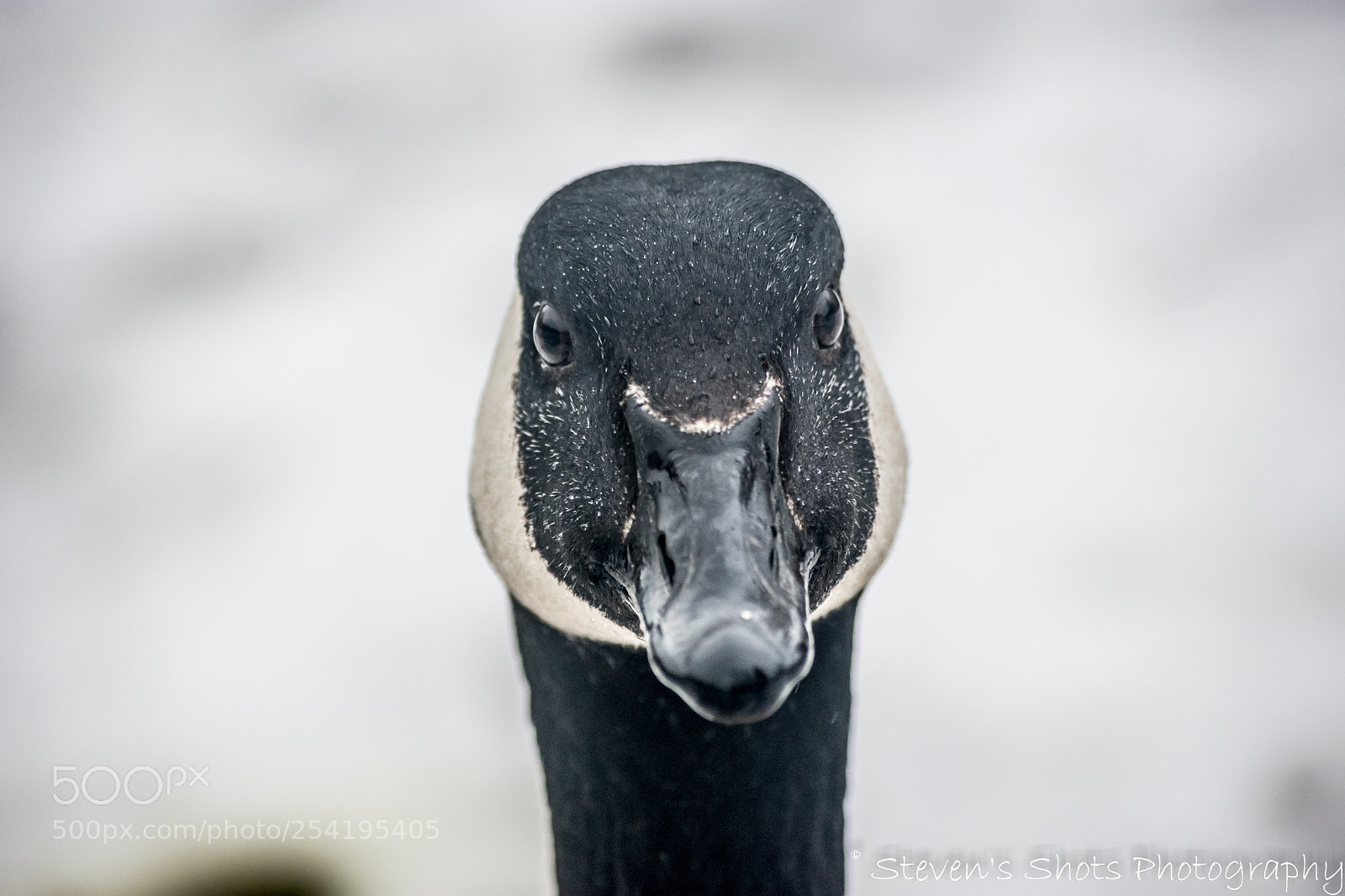 Nikon D3400 sample photo. Close up of a photography