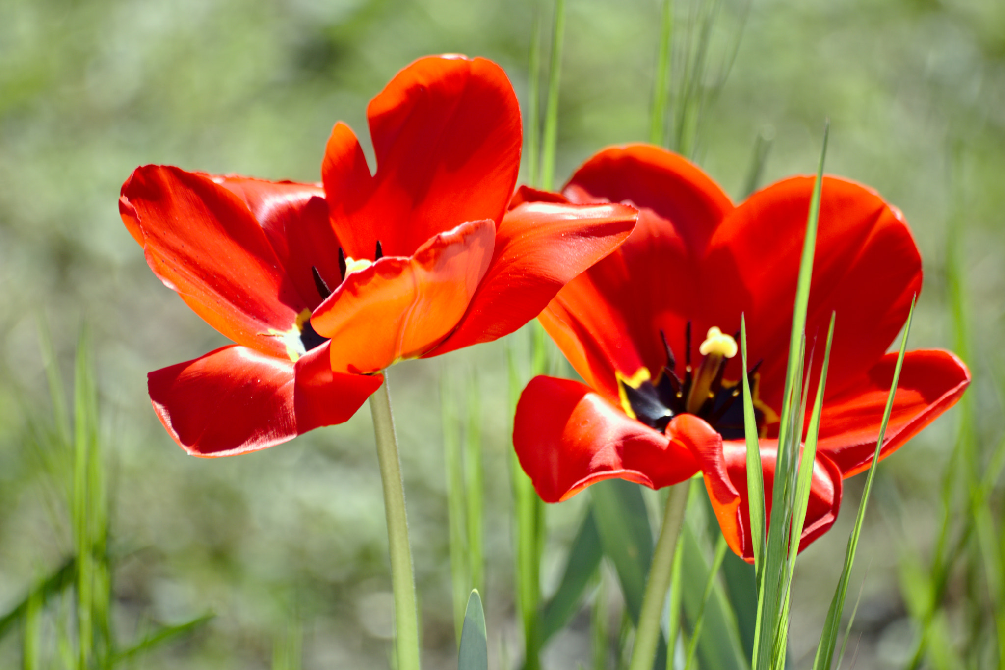 Canon EOS 750D (EOS Rebel T6i / EOS Kiss X8i) sample photo. Blooming day photography