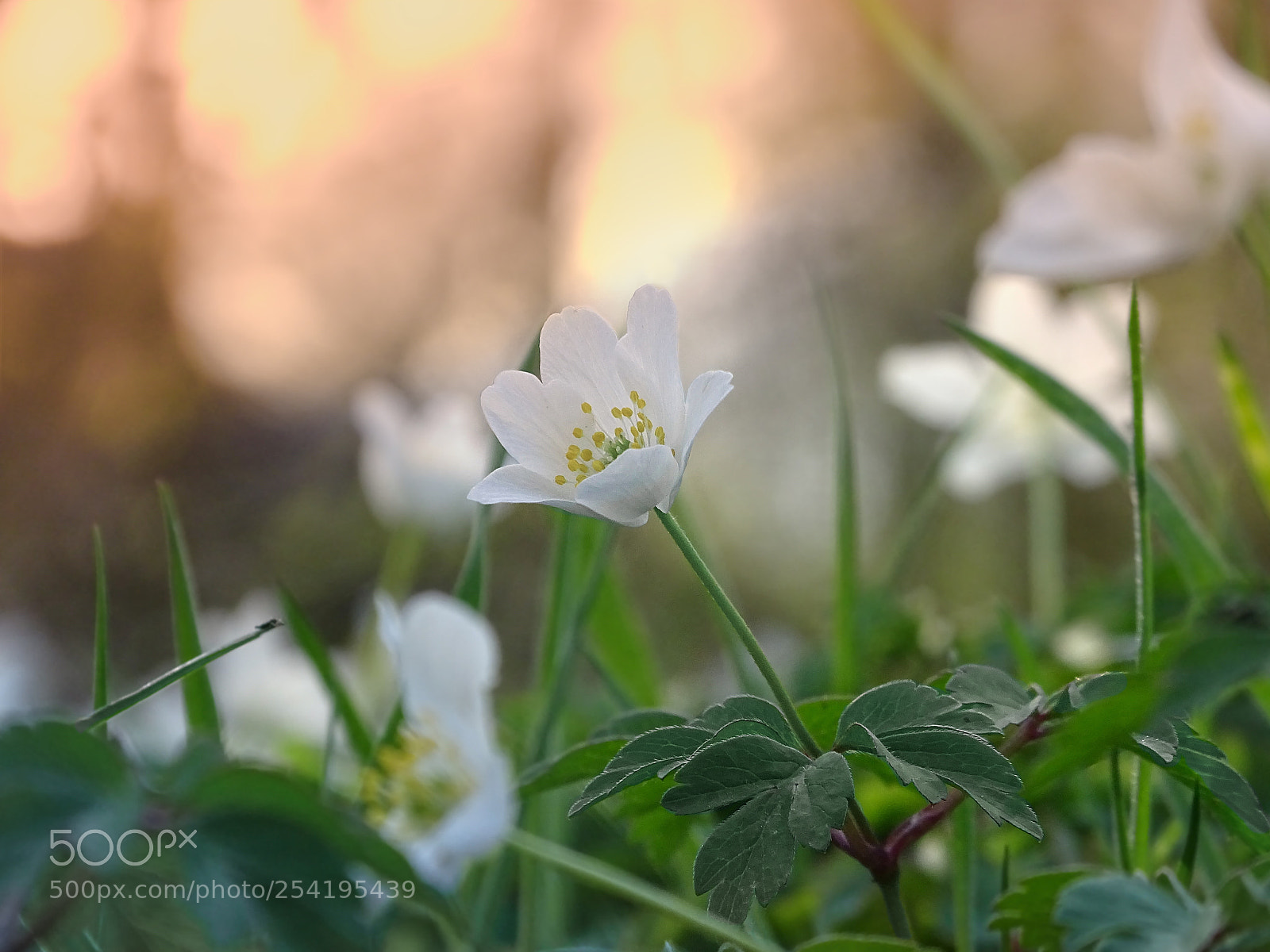 Sony Cyber-shot DSC-HX400V sample photo. ~anemone nemorosa~ photography
