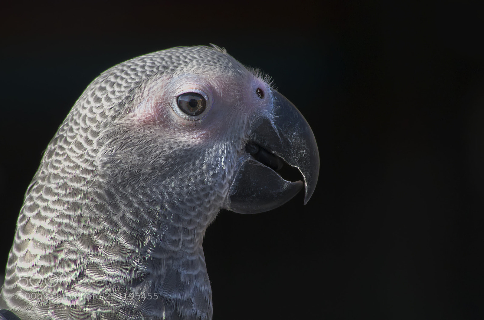 Pentax K-50 sample photo. African grey parrot photography