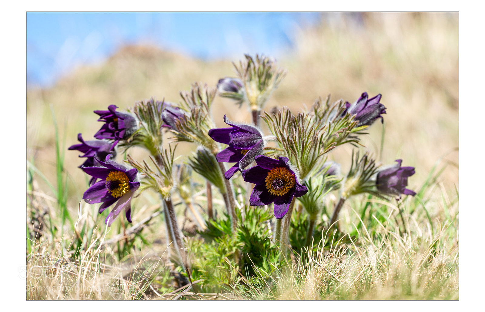 Sony a7R III sample photo. Pulsatilles des montagnes photography
