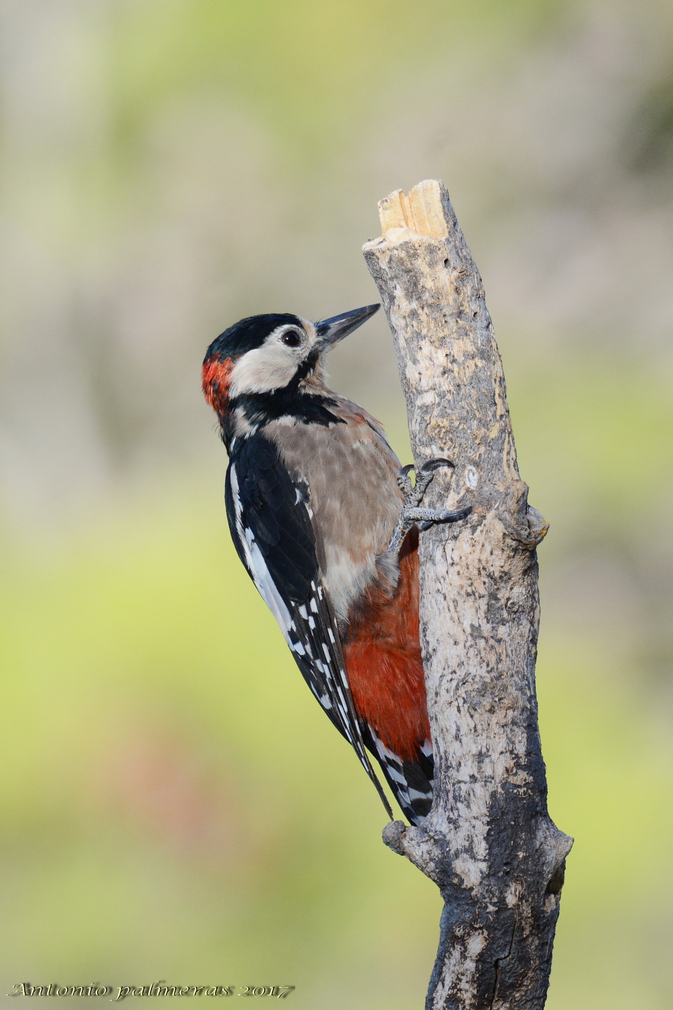 Sigma 150-600mm F5-6.3 DG OS HSM | S sample photo. Pico picapinos (dendrocopos major) photography