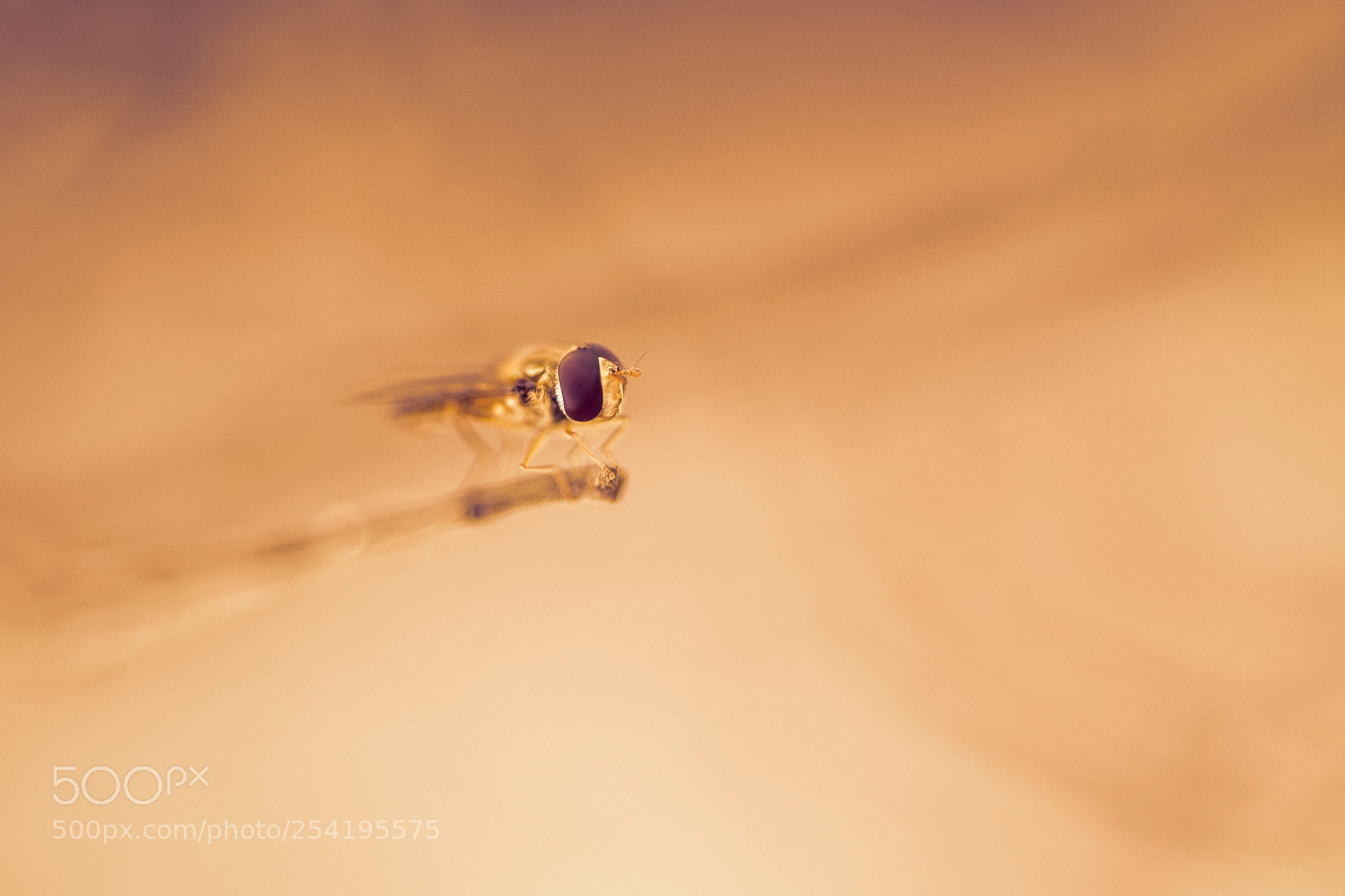 Nikon D7200 sample photo. Ready to take off . photography