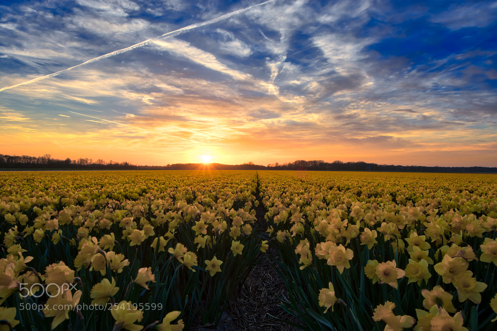 Nikon D7200 sample photo. Daffodils photography