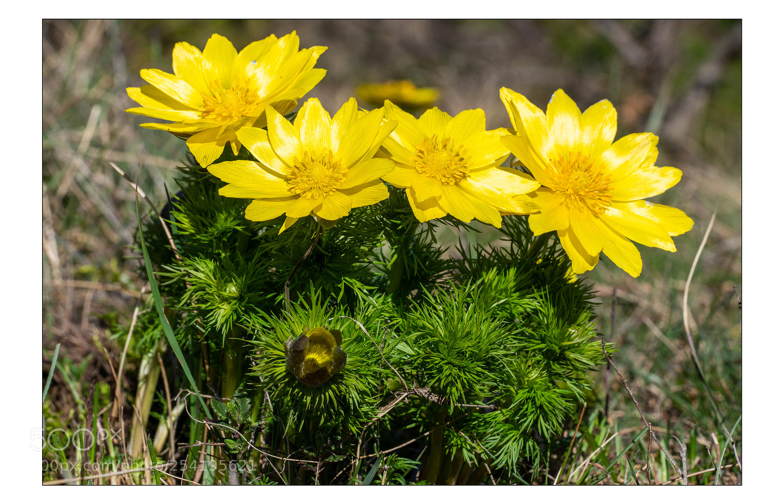 Sony a7R III sample photo. Adonis de charrat photography
