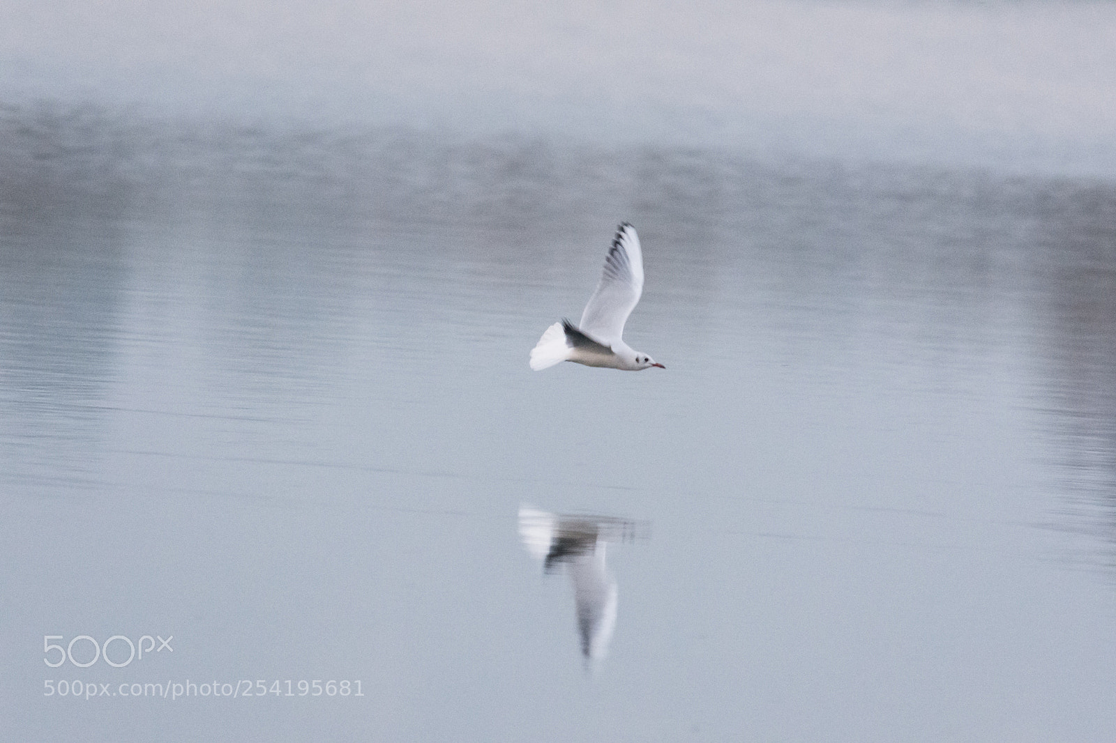 Nikon D7100 sample photo. Mirror flight photography