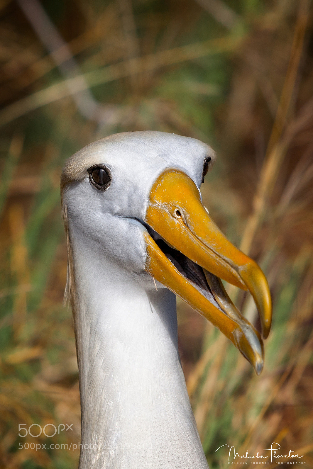 Canon EOS 5D Mark II sample photo. Waved albatross photography
