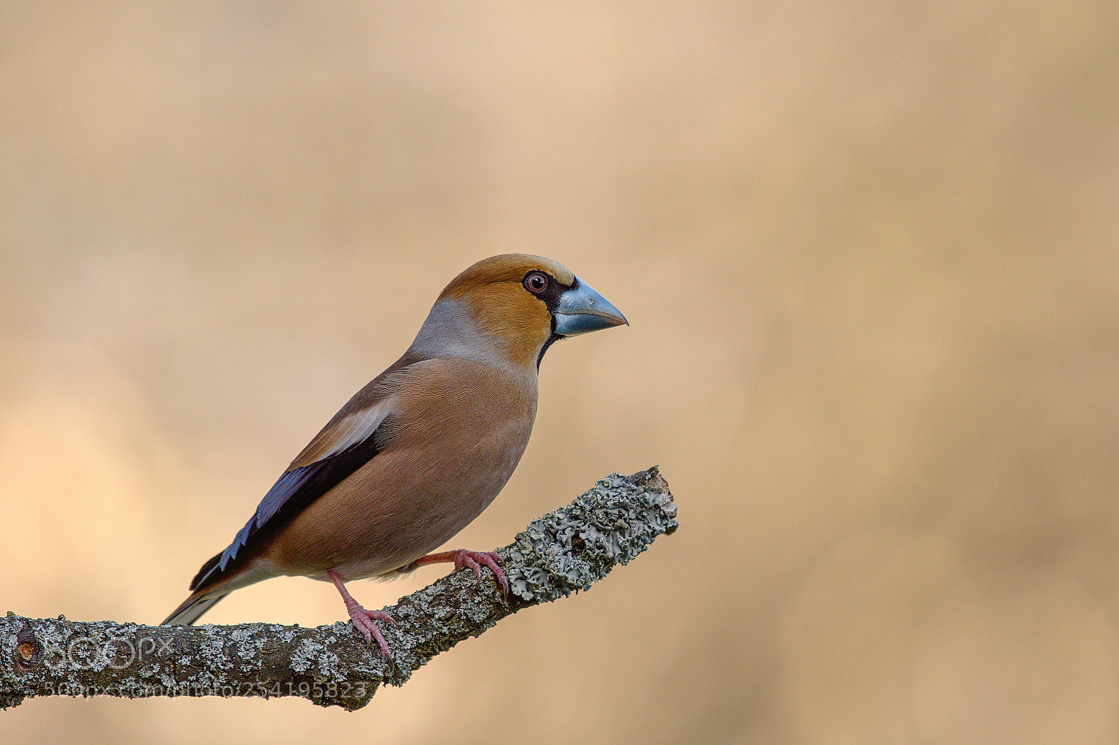 Nikon D500 sample photo. Hawfinch photography