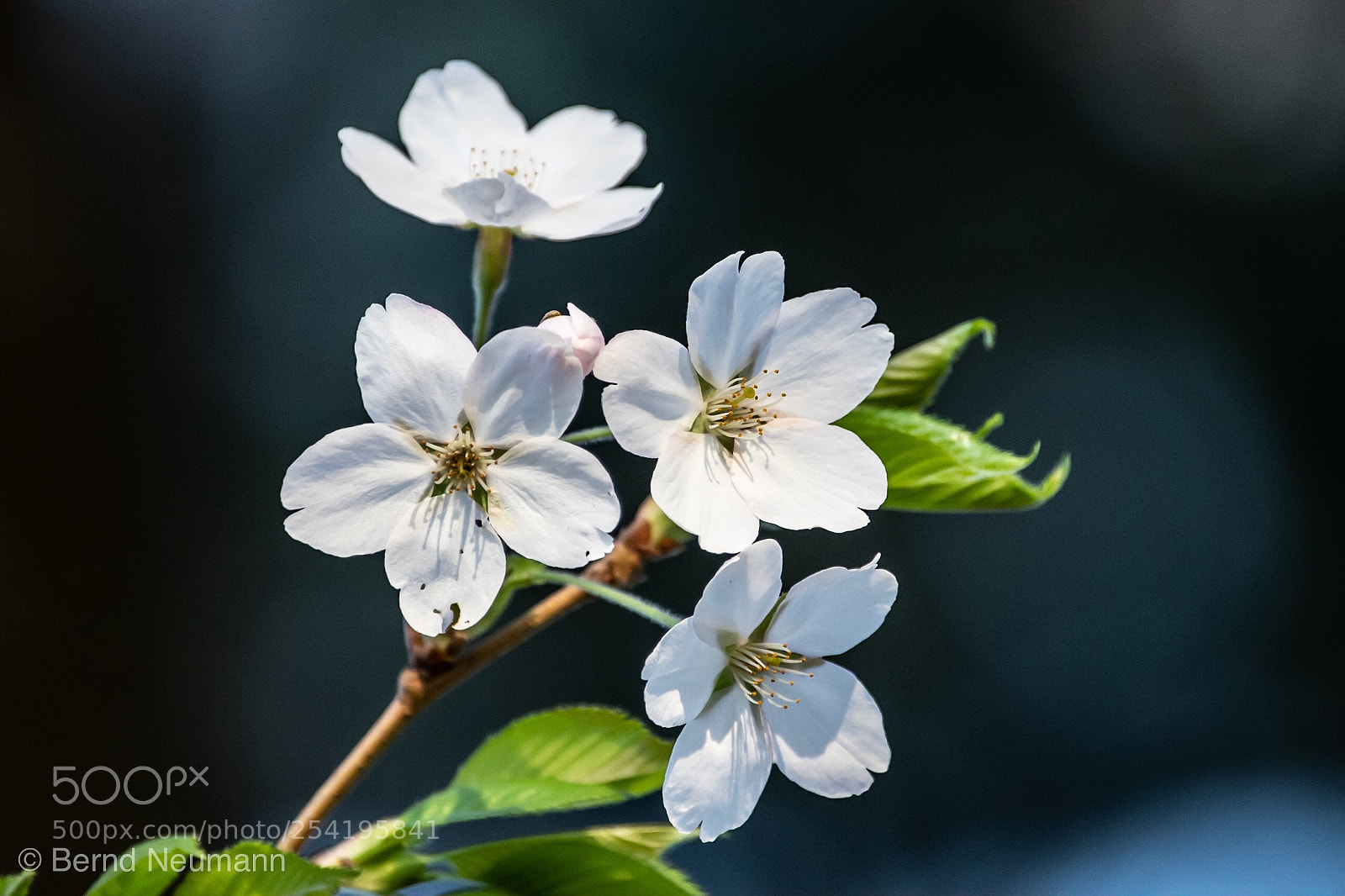 Nikon D7500 sample photo. Beautiful photography