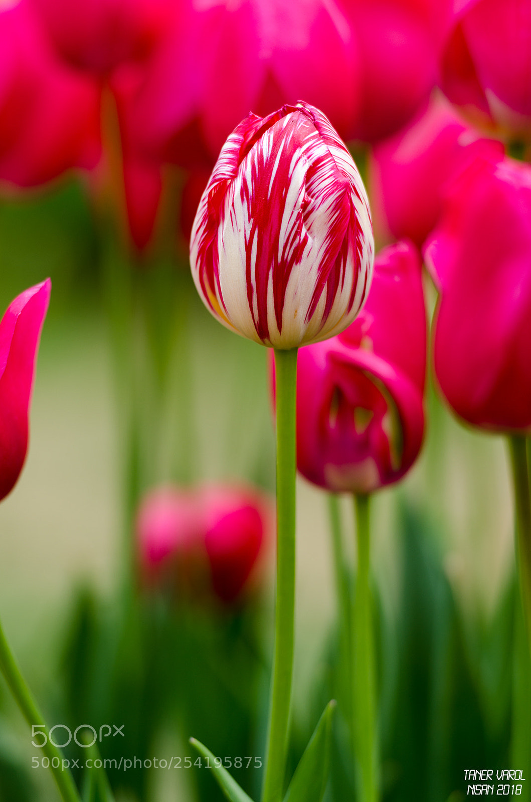 Nikon D7000 sample photo. Love - 2 photography