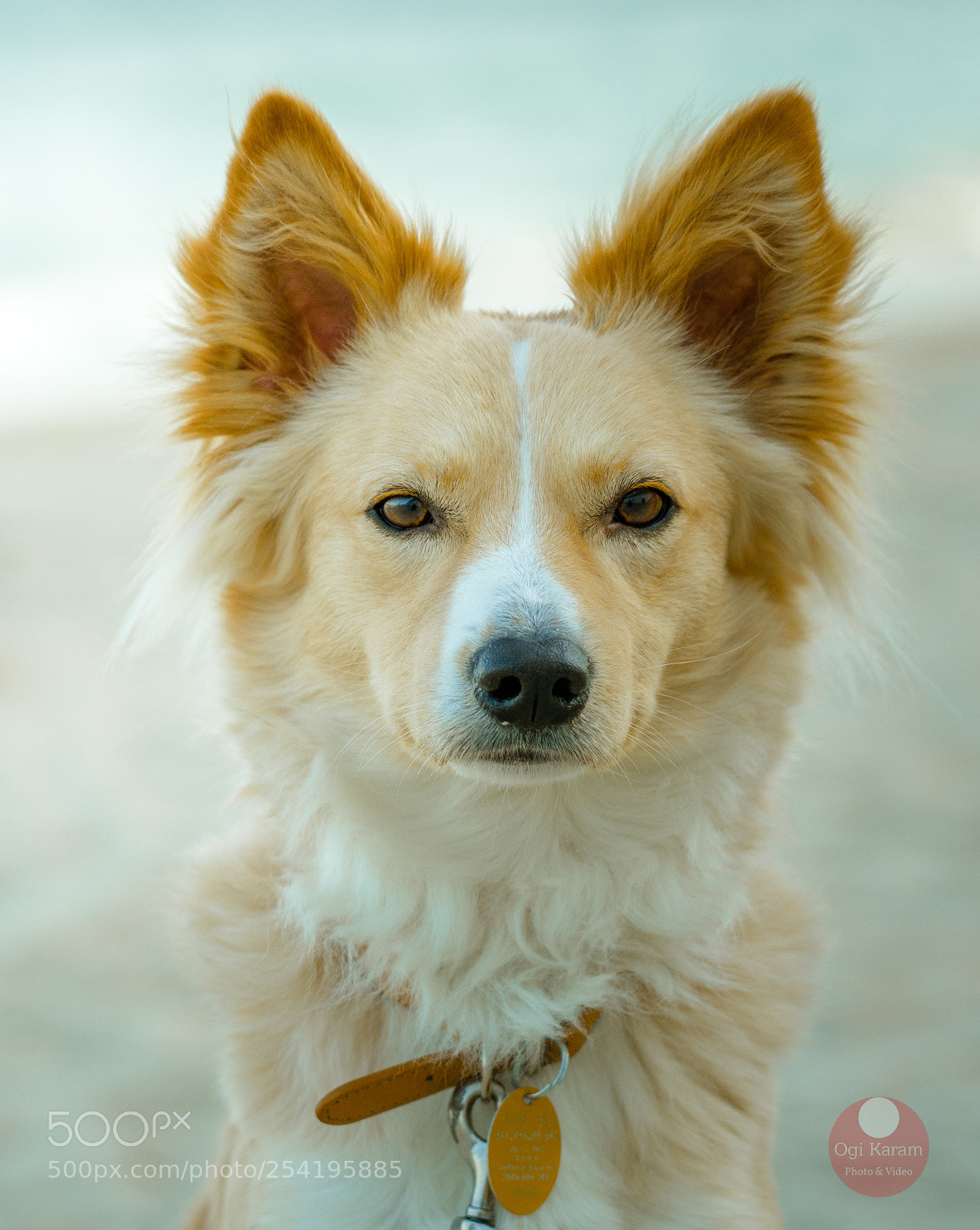 Sony a7R III sample photo. Dog portrait photography