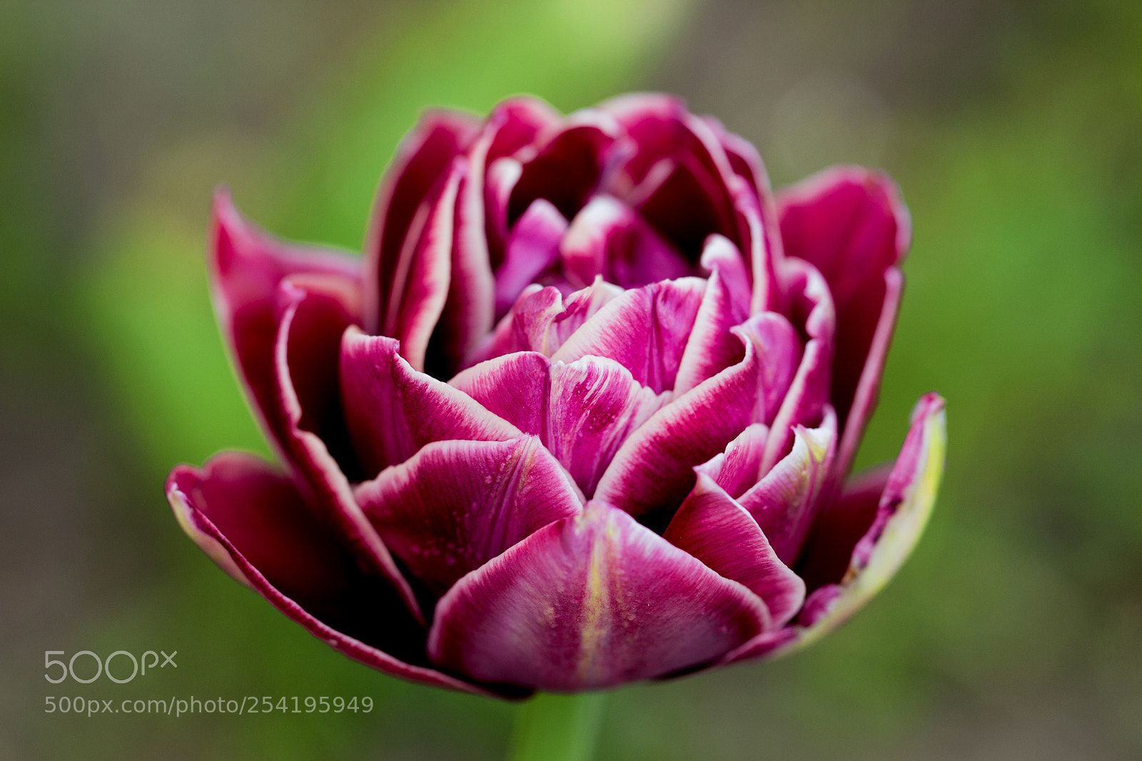 Canon EOS 700D (EOS Rebel T5i / EOS Kiss X7i) sample photo. Tulip photography