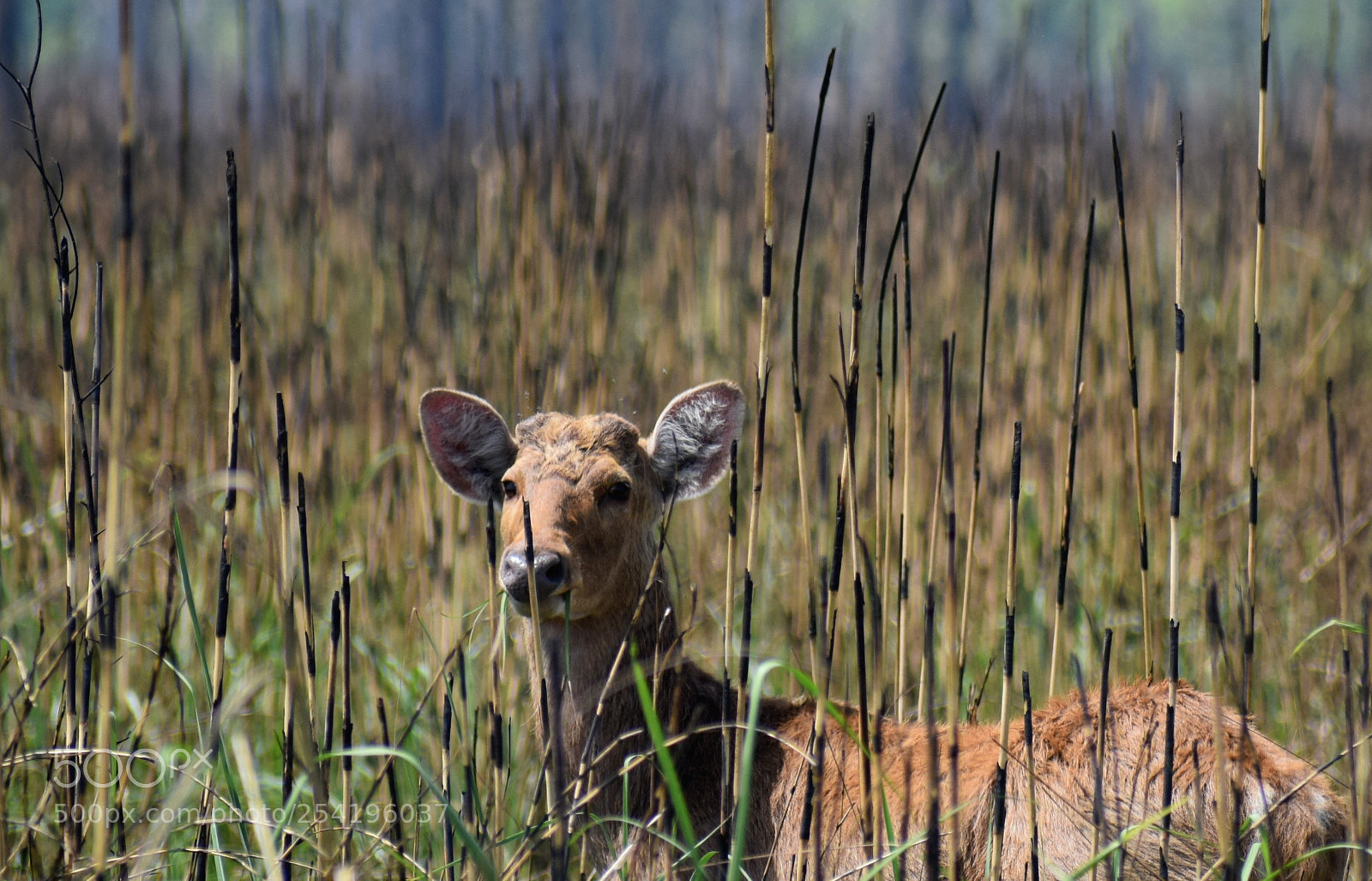 Nikon D5300 sample photo. Female barasingha photography
