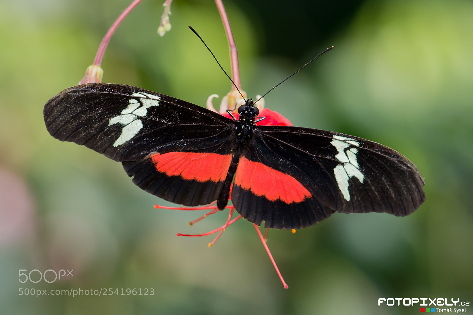 Nikon D600 sample photo. Motýli / butterflies photography