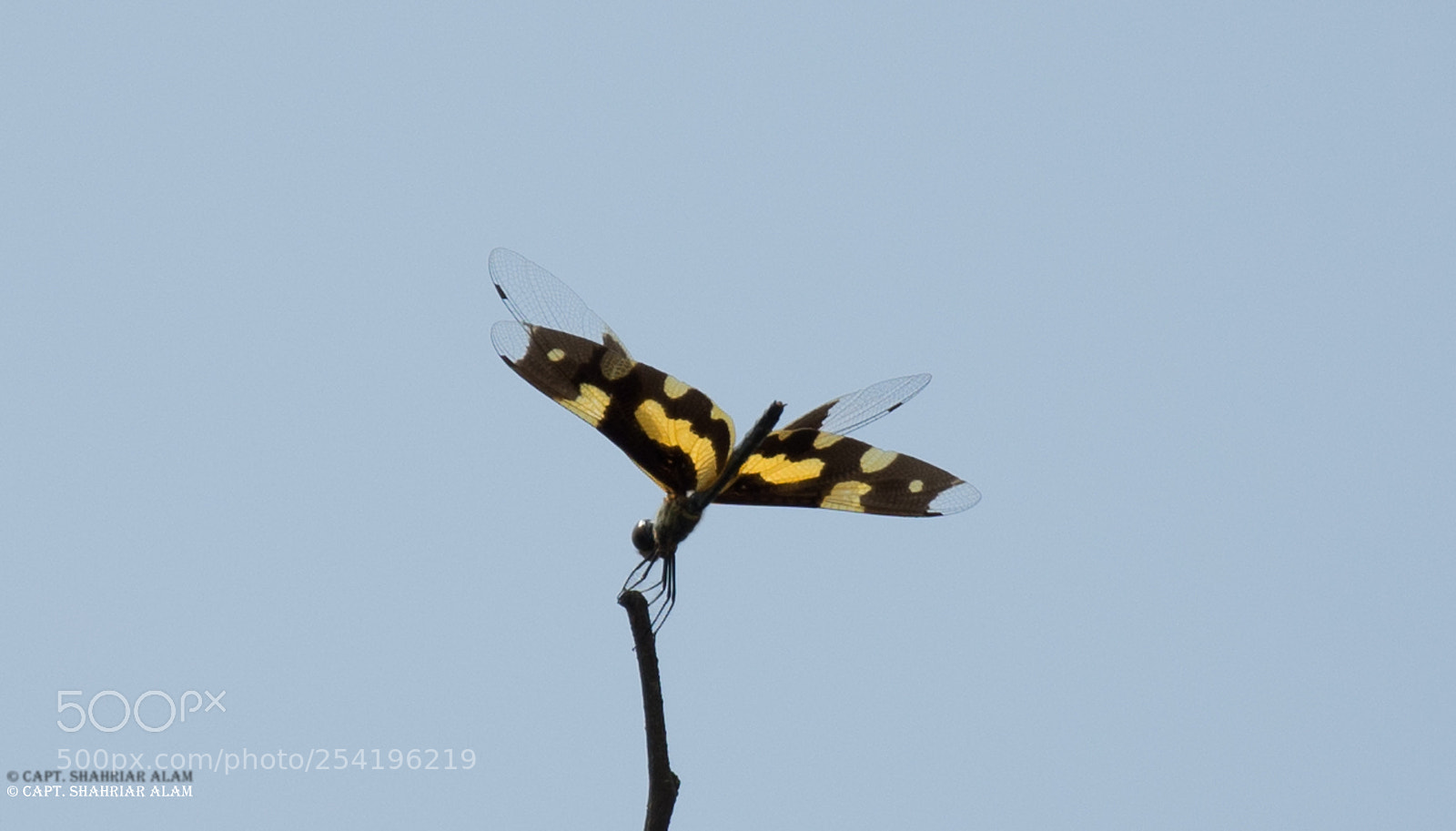 Nikon D7200 sample photo. Lonely butterfly photography