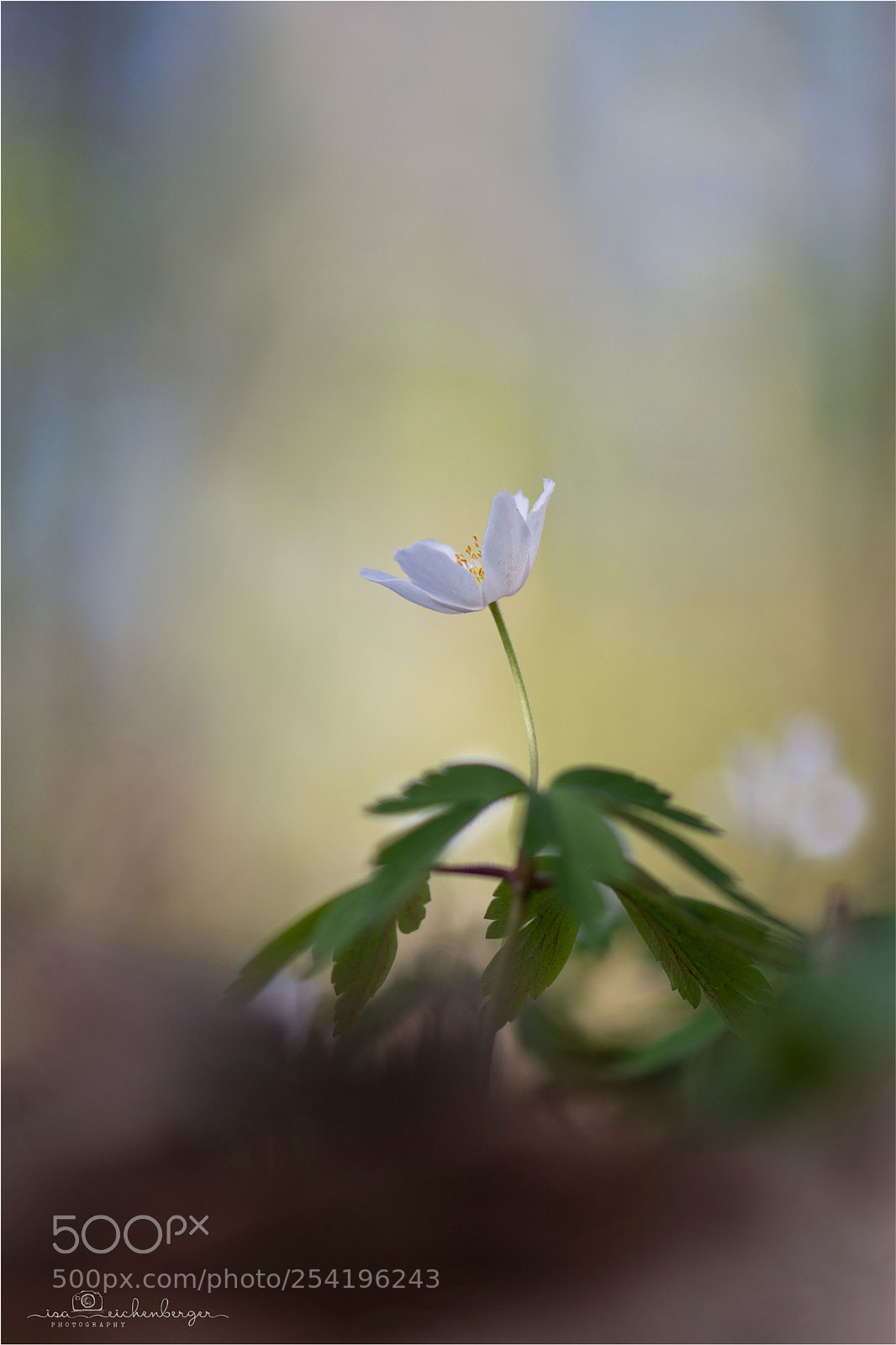 Nikon D850 sample photo. Windlfower white photography