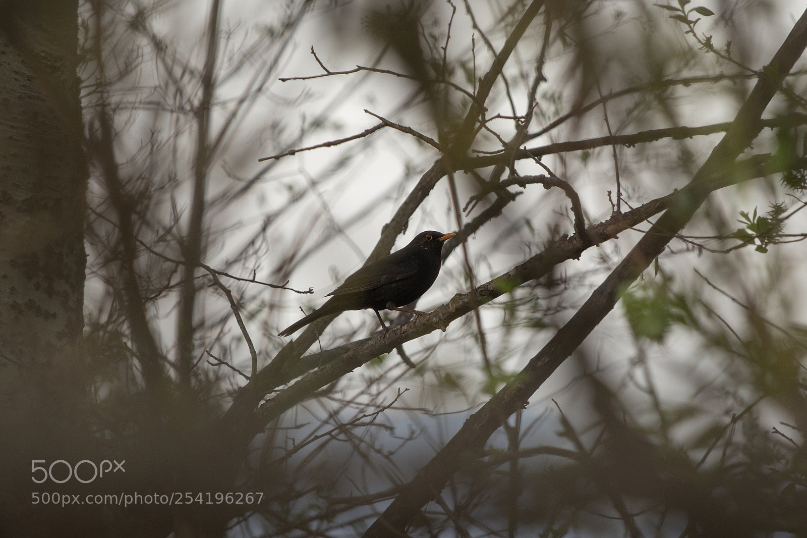 Canon EOS 6D sample photo. Turdus merula photography