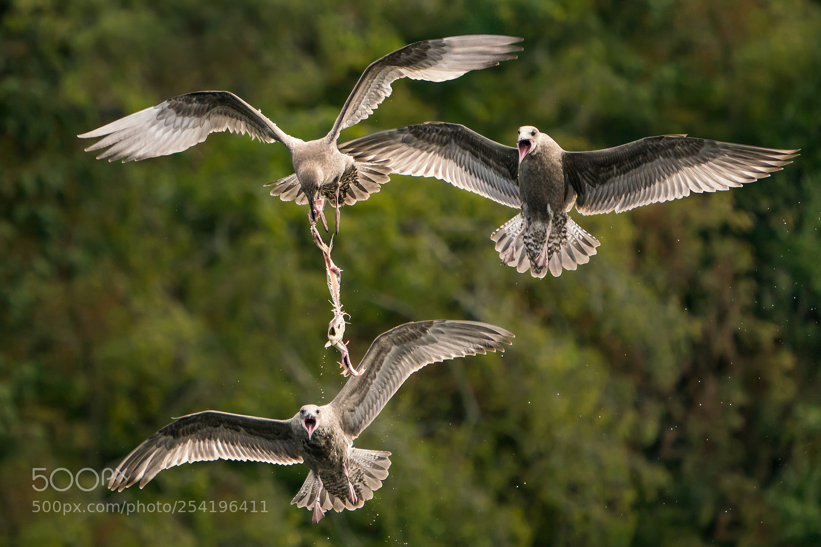 Sony a9 sample photo. Gulls in aerial combat photography
