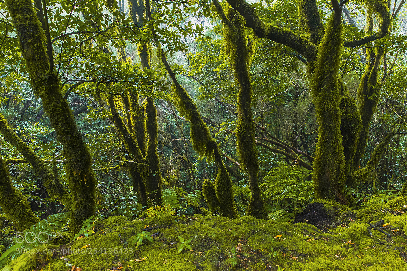 Canon EOS 5D Mark IV sample photo. El pijaral - tenerife photography