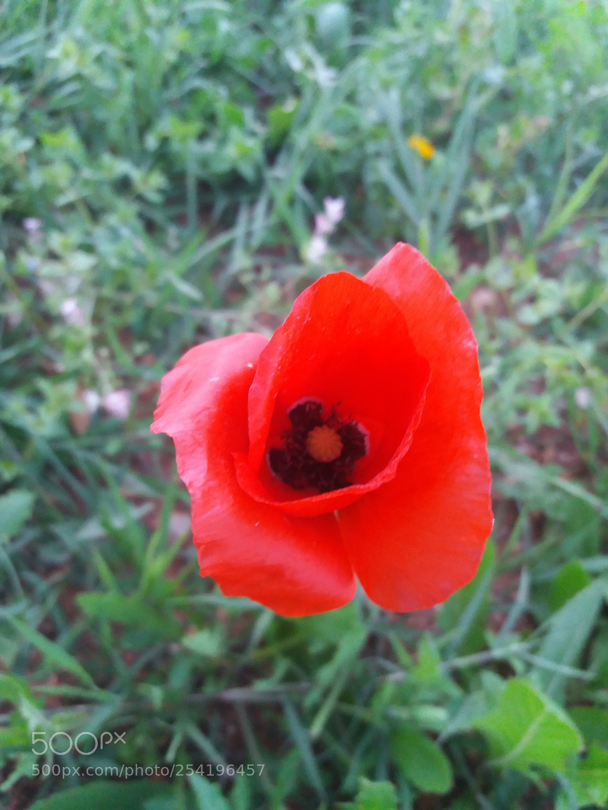 Samsung Galaxy J5(2016) sample photo. Le coquelicot photography